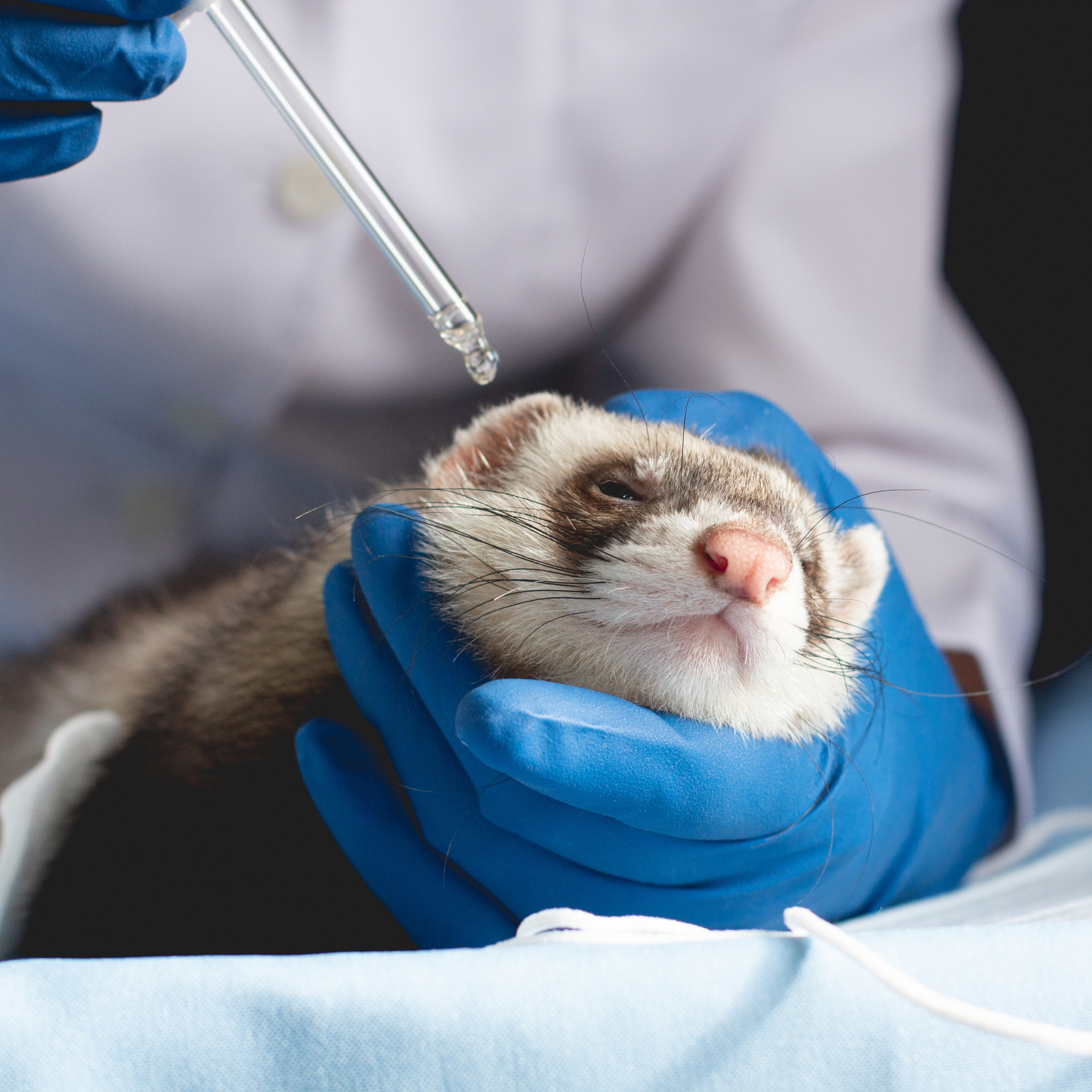 Furet tenu par un vétérinaire qui lui met une goûte dans l'œil pour le soigner.
