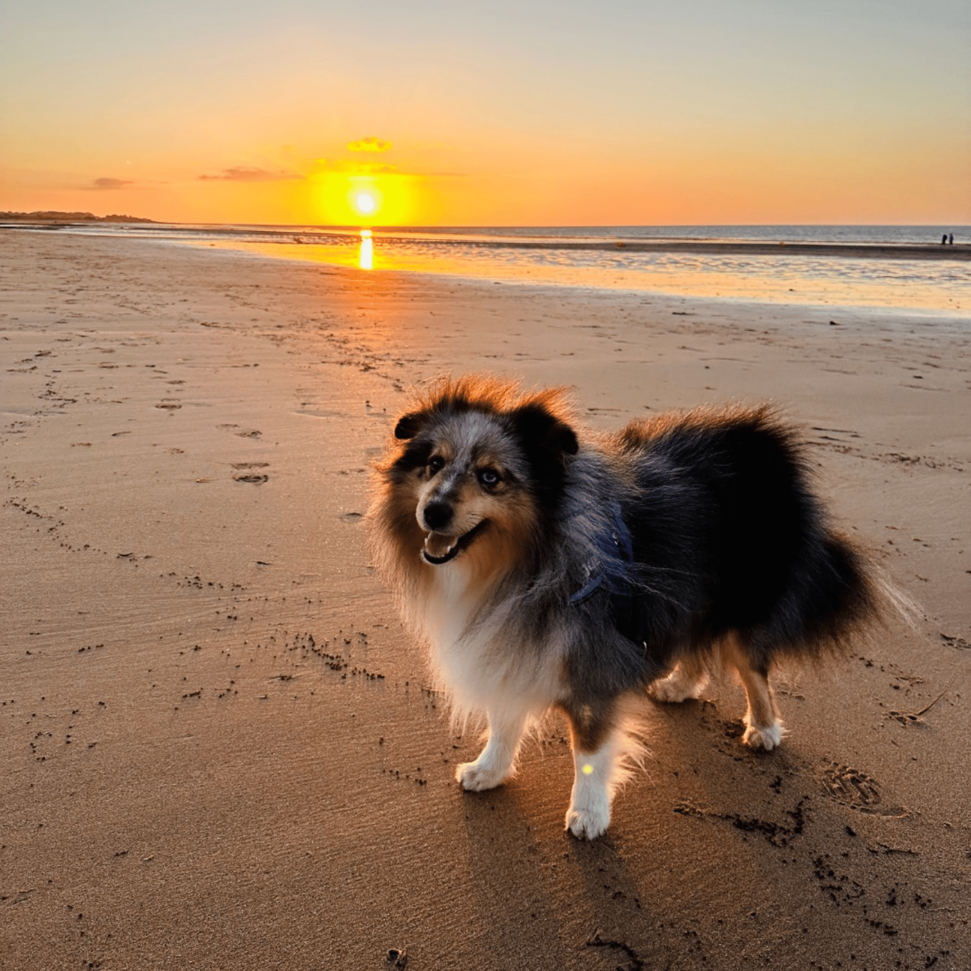 Chien qui marche dans le sable sur une plage avec un couché de soleil et la mère derrière.
