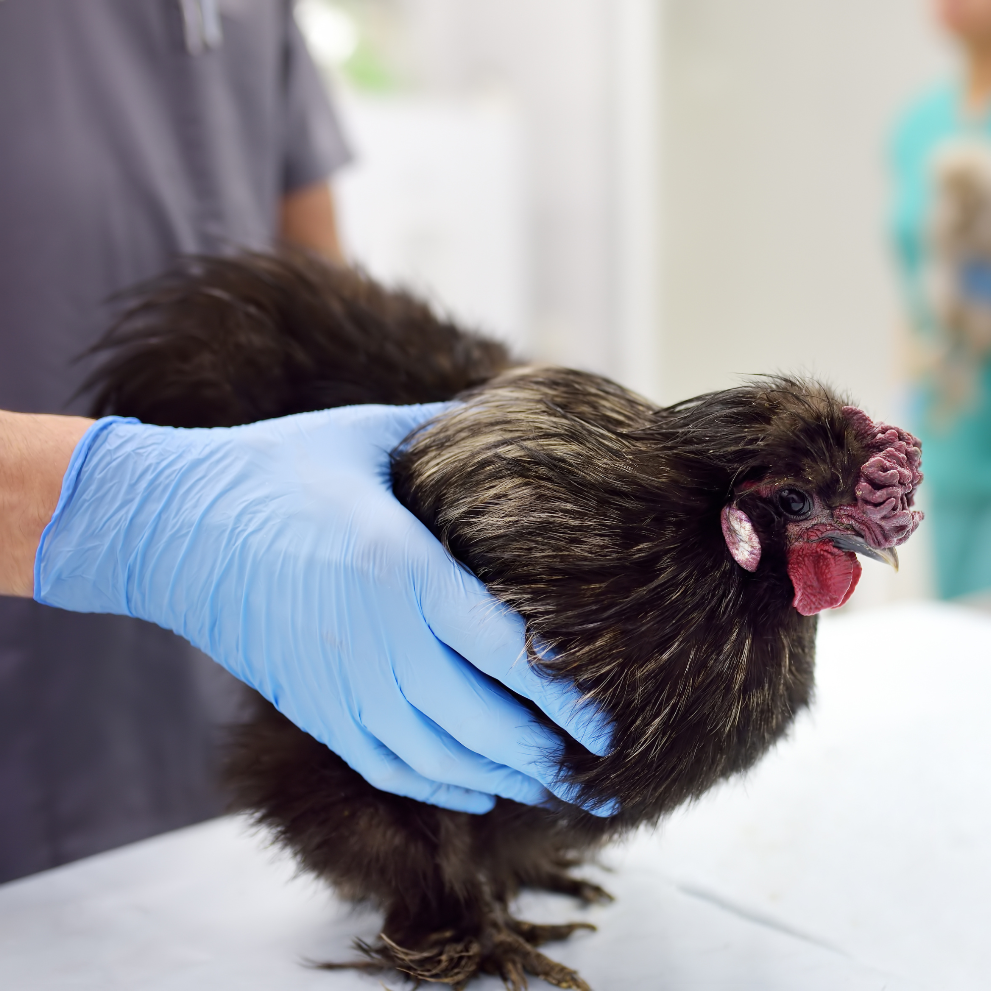 Un vétérinaire portant des gants bleus examine une poule soie noire sur une table de consultation. L'oiseau, au plumage duveteux et à la crête proéminente, semble attentif. L'arrière-plan est légèrement flou, suggérant un environnement clinique avec un autre professionnel en blouse.