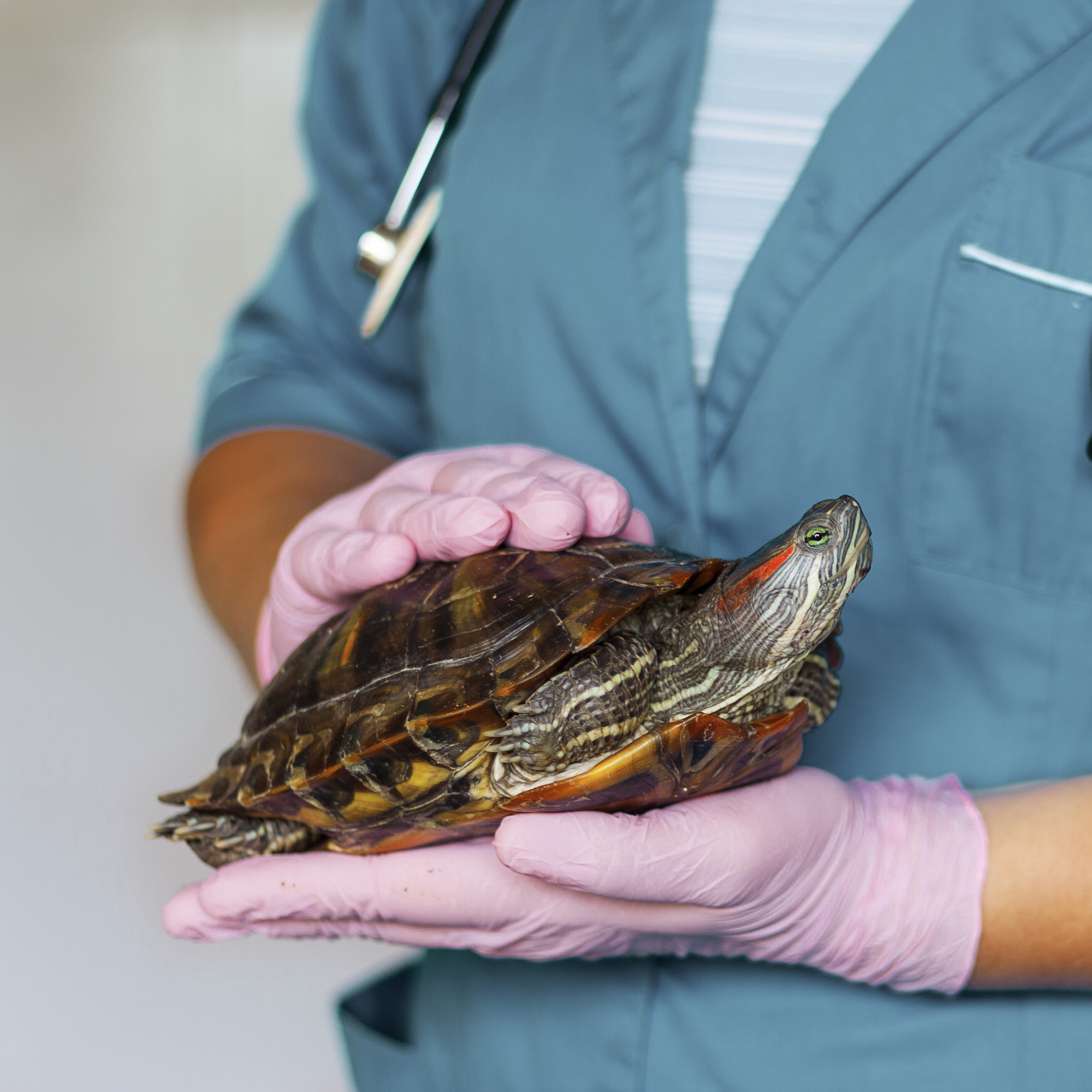 Un vétérinaire portant des gants roses et une blouse bleue tient délicatement une tortue de Floride (Trachemys scripta elegans). L'animal, reconnaissable à ses taches rouges sur les tempes, a la tête légèrement relevée et son plastron est partiellement visible. L'arrière-plan est neutre, évoquant un environnement clinique ou un cabinet vétérinaire.