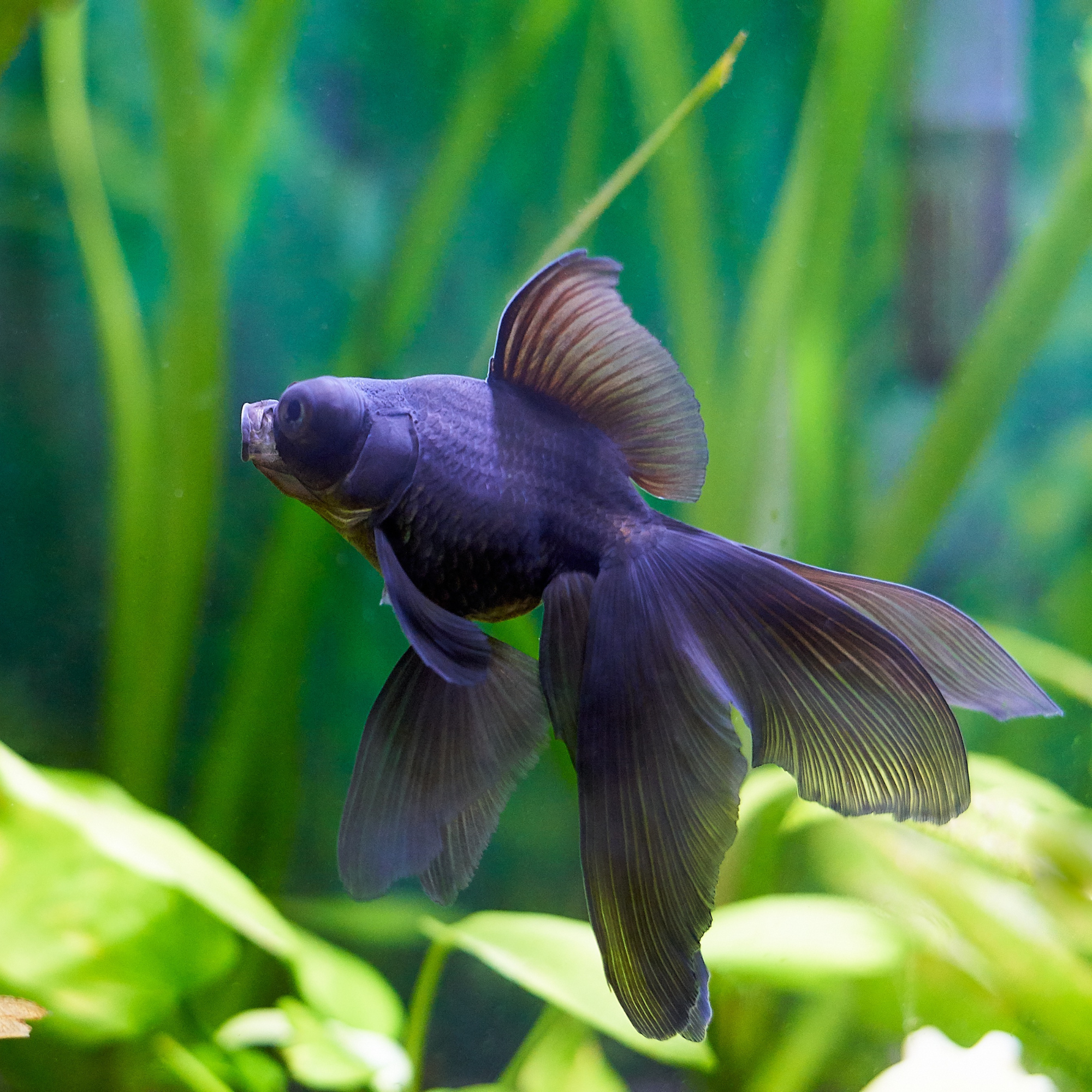Un poisson rouge télescope noir nage gracieusement dans un aquarium planté. Ses grandes nageoires fluides et sa couleur sombre contrastent avec le fond verdoyant constitué de plantes aquatiques luxuriantes. Ses yeux proéminents et sa bouche légèrement entrouverte lui donnent une expression curieuse et élégante.