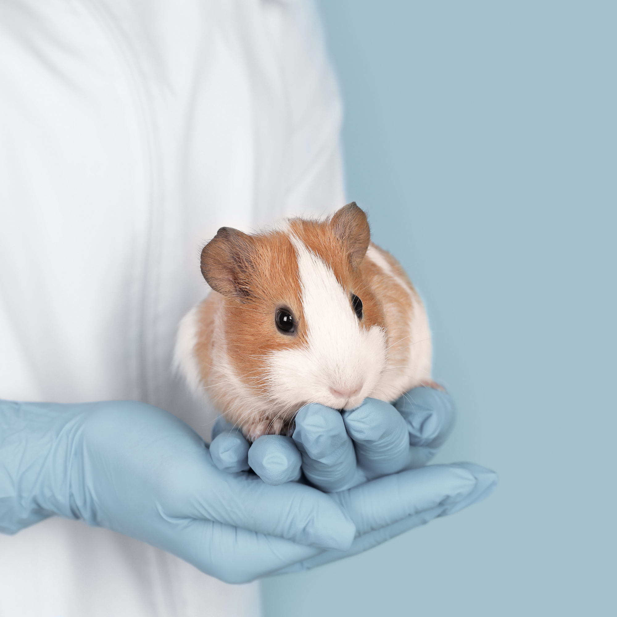 Un cochon d'Inde au pelage blanc et brun repose délicatement dans les mains gantées d’un vétérinaire vêtu d’une blouse blanche. L’arrière-plan bleu clair met en valeur la douceur de l’animal, qui regarde calmement devant lui avec ses petits yeux noirs brillants. Ses oreilles arrondies et son museau fin ajoutent à son apparence attendrissante.