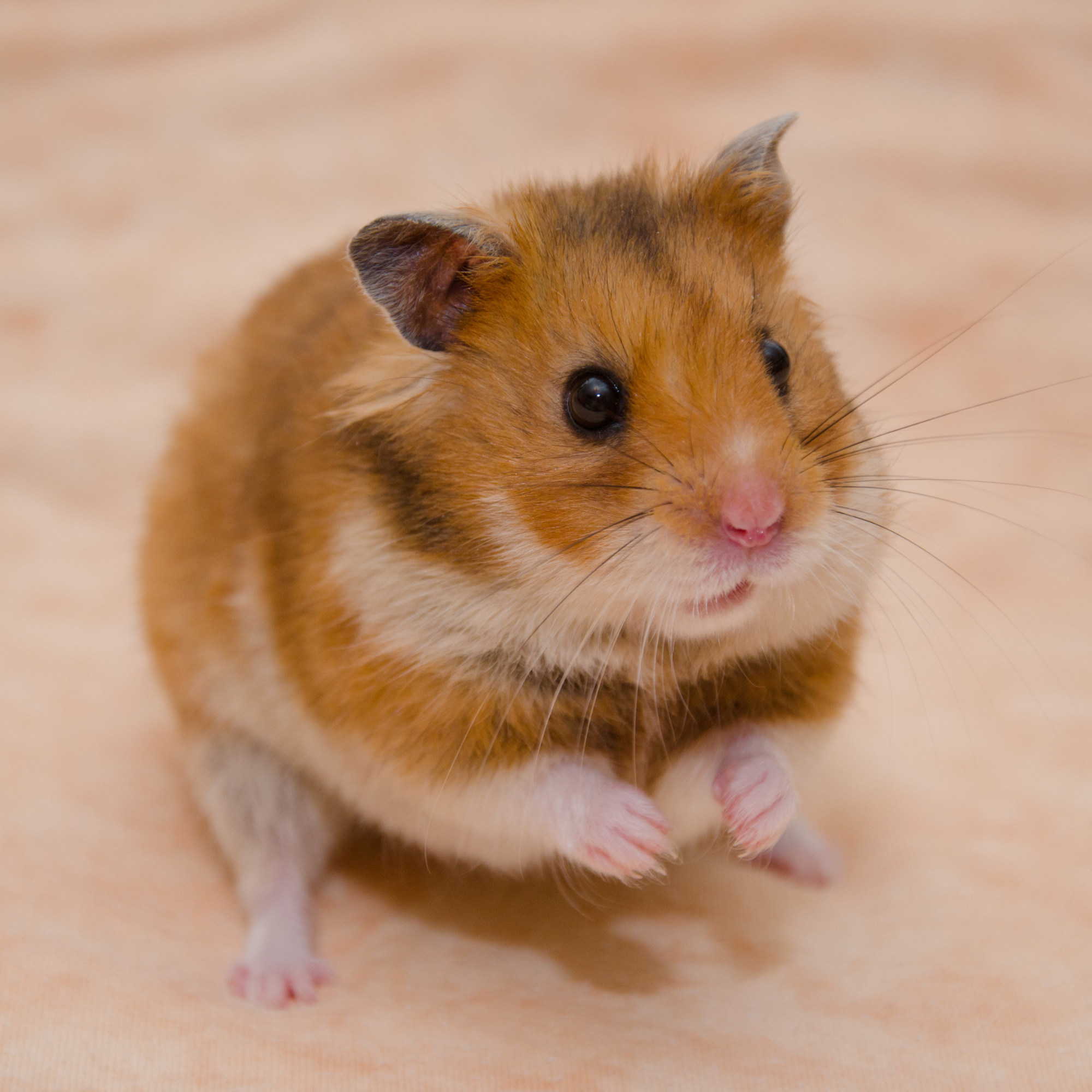 Un hamster syrien au pelage doré et blanc est assis sur un fond beige, avec ses petites pattes avant légèrement levées. Ses yeux noirs brillants et ses longues moustaches lui donnent une expression curieuse et attentive. Son museau rose contraste avec la douceur de son pelage, et ses oreilles rondes sont dressées, captant son environnement.