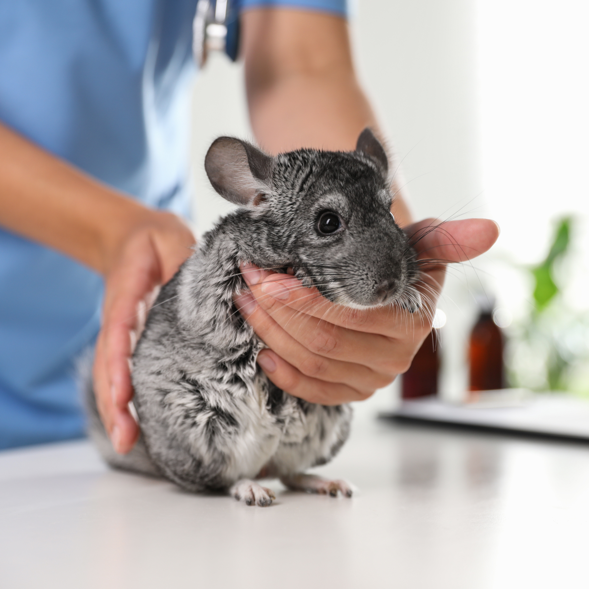 Un chinchilla au pelage gris et blanc est délicatement tenu par un vétérinaire en blouse bleue sur une table d'examen. L'animal, aux yeux noirs expressifs et aux longues moustaches, semble attentif à son environnement. En arrière-plan, légèrement flou, on distingue des flacons médicaux et un ordinateur, suggérant un cadre clinique.