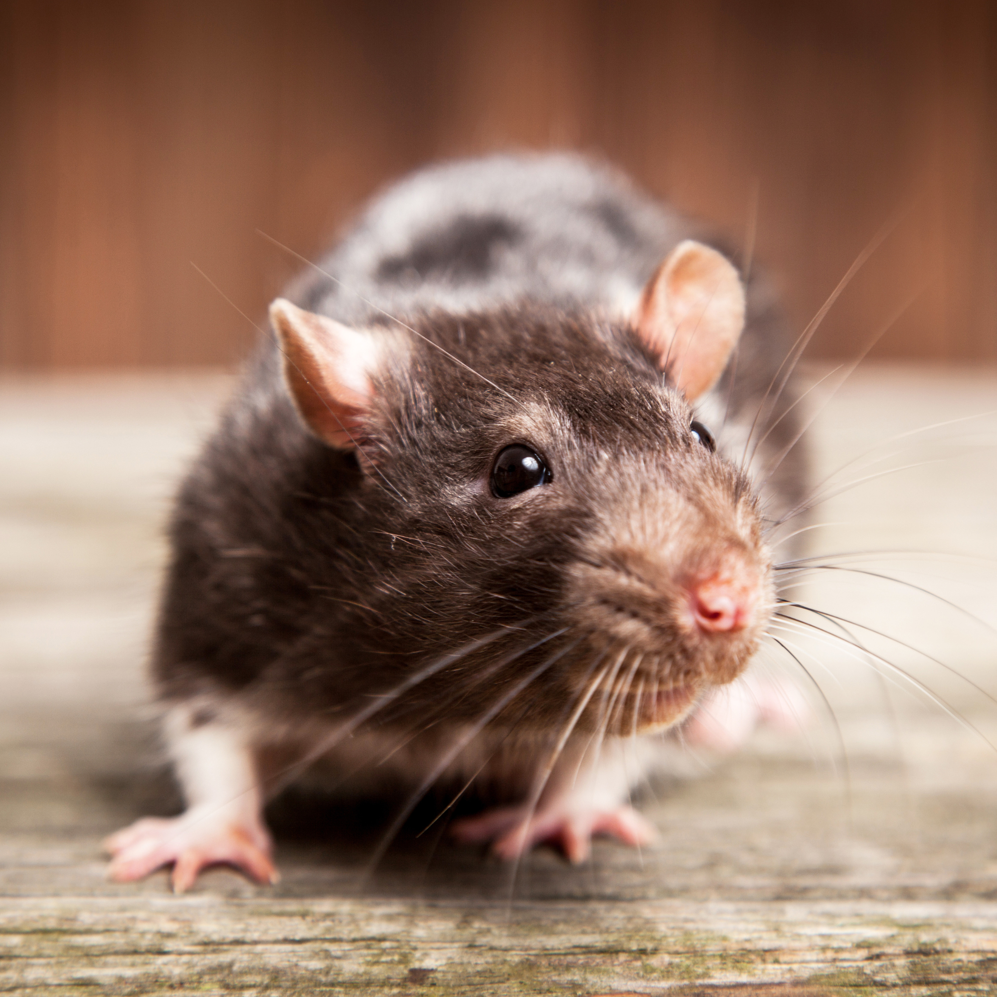 Un rat domestique au pelage noir et blanc se tient sur une surface en bois, scrutant l'environnement avec curiosité. Ses grandes moustaches s'étendent de chaque côté de son museau rosé, tandis que ses yeux noirs brillants reflètent la lumière. Ses petites pattes délicates sont légèrement écartées, capturant son équilibre et sa posture attentive. L'arrière-plan flou en teintes chaudes met en valeur les détails de sa fourrure et l'expression de son visage vif.