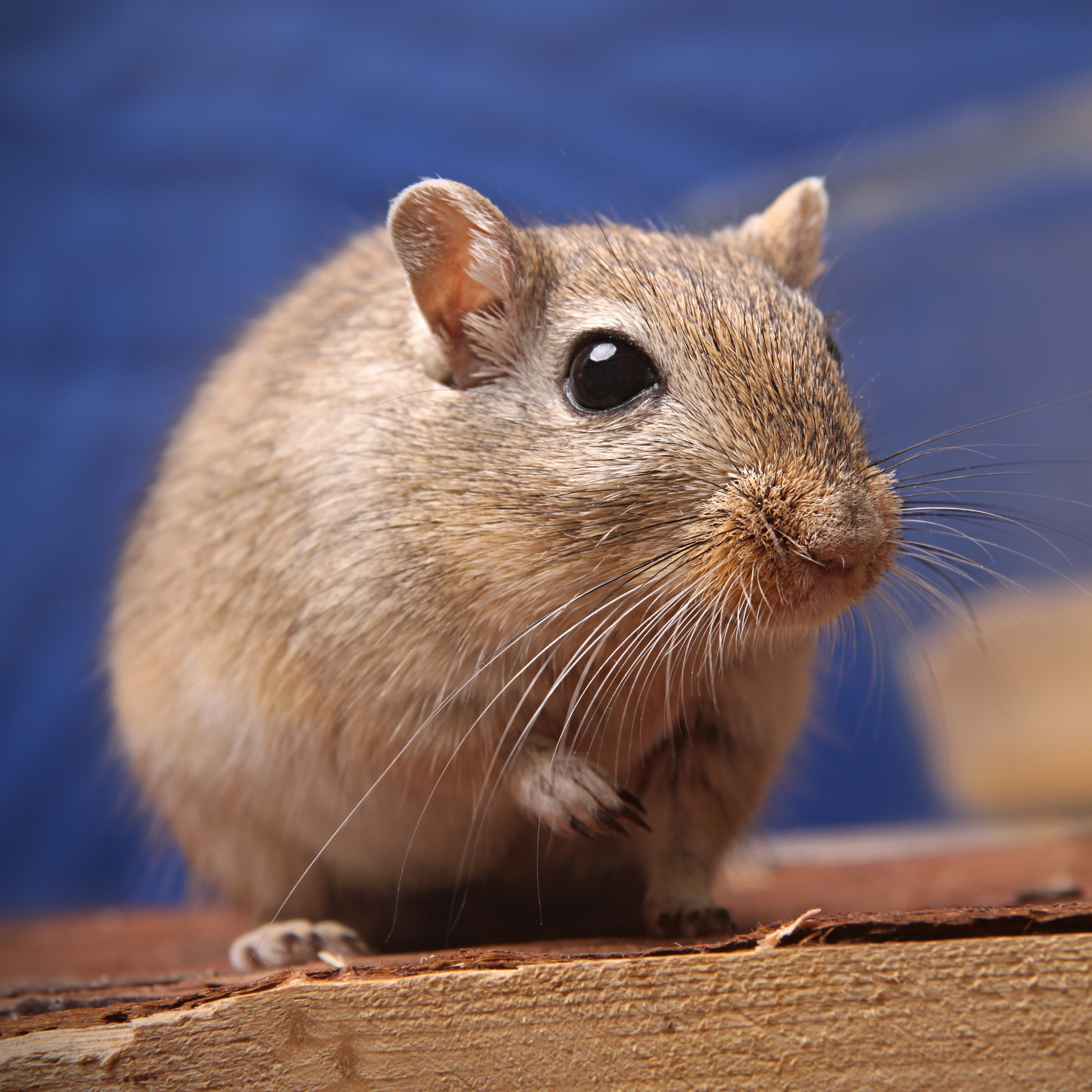 Un adorable gerbille au pelage brun clair est posé sur une surface en bois, fixant l'objectif avec ses grands yeux noirs brillants. Ses longues moustaches fines s'étendent autour de son petit museau, captant chaque vibration de son environnement. Une de ses pattes avant est légèrement levée, donnant une impression de curiosité et de vivacité. L'arrière-plan flou en teinte bleutée contraste avec la texture détaillée de sa fourrure, mettant en valeur sa présence délicate et expressive.