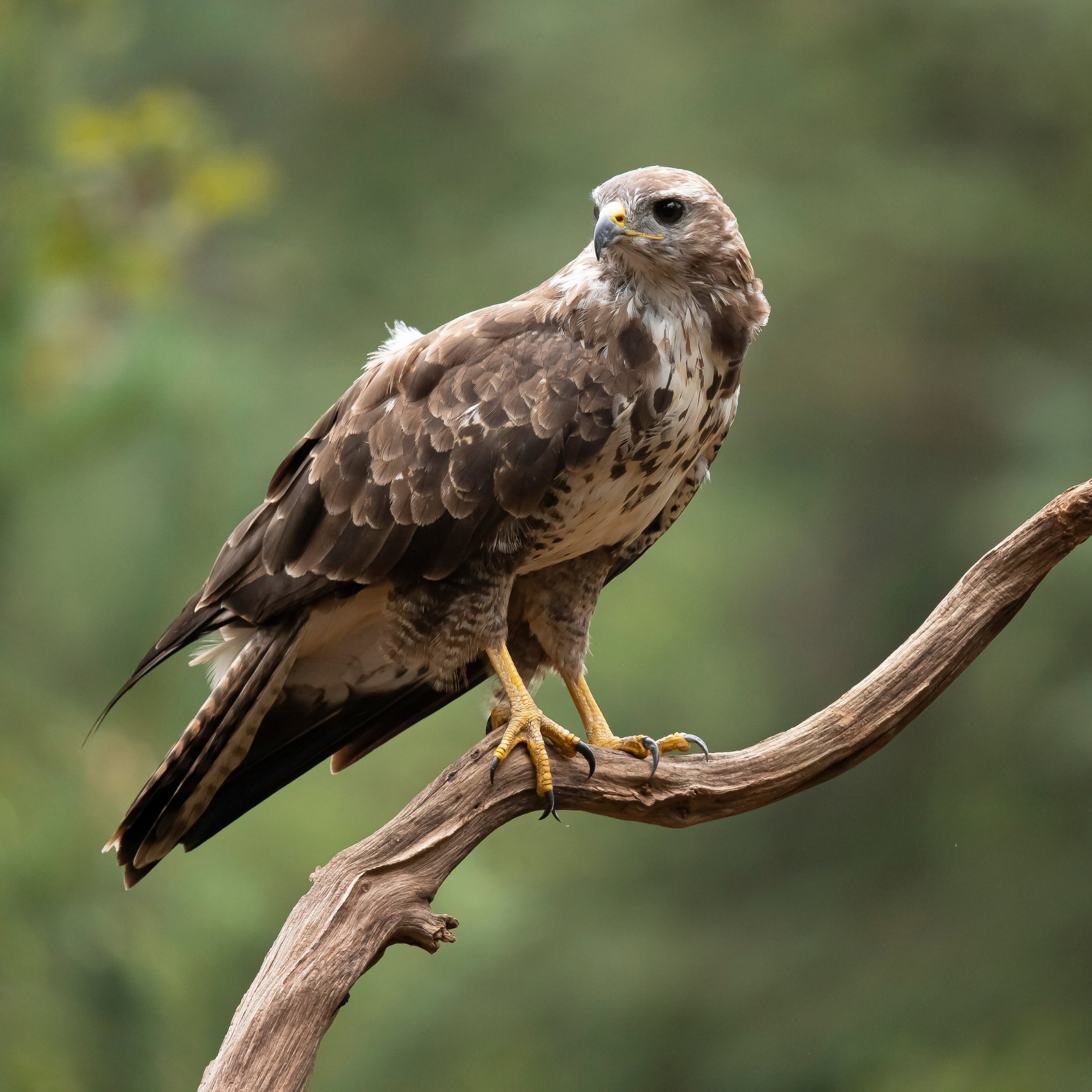 Une buse majestueuse est perchée sur une branche sèche et tordue. Son plumage brun moucheté de blanc lui permet de se fondre dans l’environnement. Ses serres jaunes puissantes s’accrochent fermement au bois, et son regard perçant est dirigé vers l’horizon, prêt à détecter le moindre mouvement. L’arrière-plan flou et verdoyant évoque un cadre naturel, tel qu’une forêt ou une prairie ouverte.