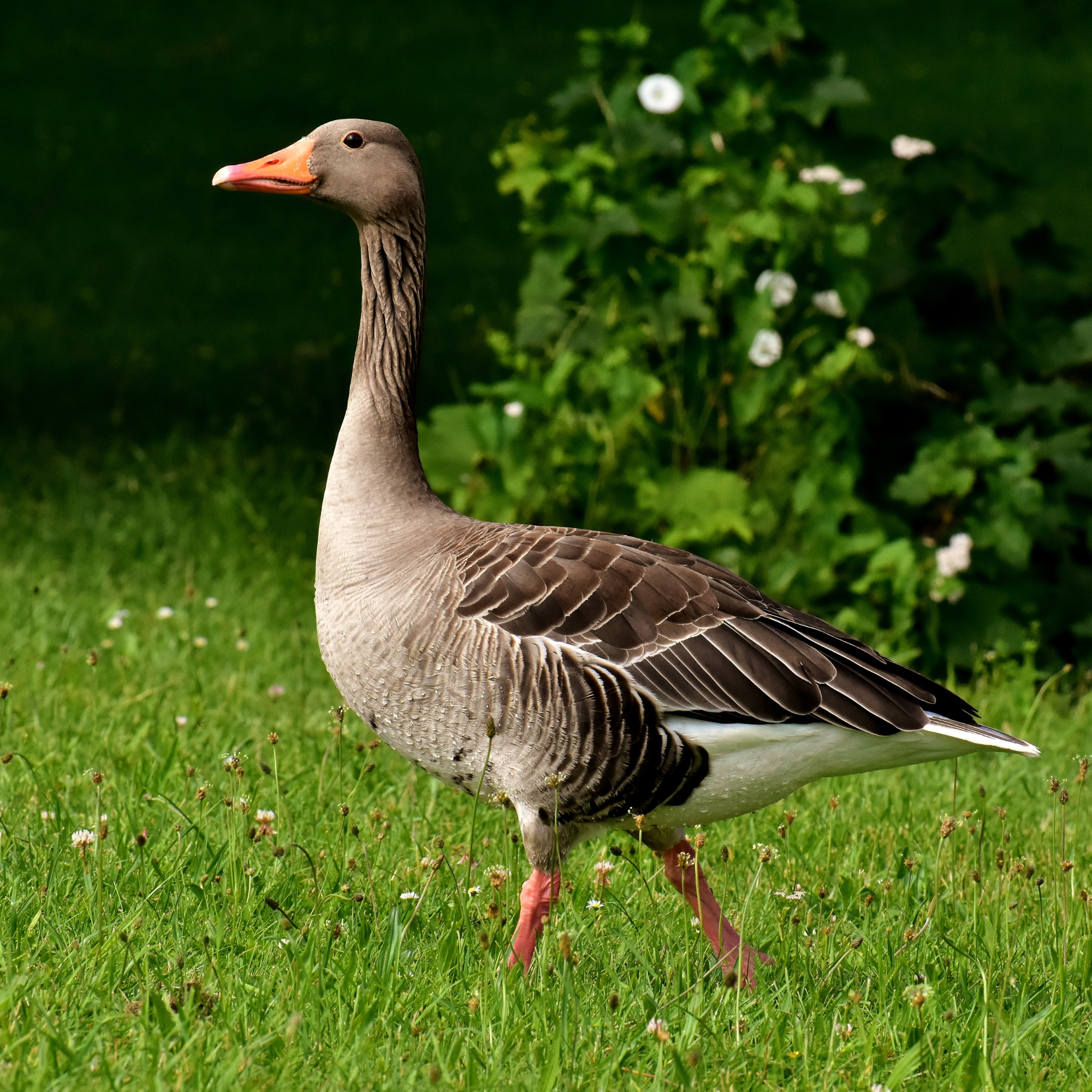 Une oie cendrée marche gracieusement sur une pelouse verte parsemée de petites fleurs blanches. Son plumage mêle des teintes de brun, de gris et de blanc, tandis que son bec orange vif contraste avec son long cou élancé. Ses pattes rosées semblent délicatement posées sur l’herbe humide. En arrière-plan, un feuillage dense et fleuri apporte une touche de nature paisible, évoquant un cadre champêtre ou un parc verdoyant.