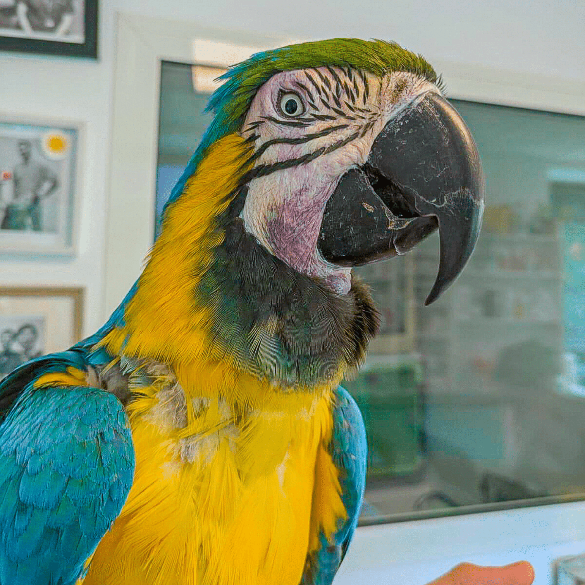 Perroquet ara ararauna (ara bleu et jaune) en gros plan. Son plumage est vibrant, avec des teintes de bleu sur les ailes, du jaune vif sur le corps et du vert sur la tête. Son bec est imposant et noir, et ses yeux entourés de plumes noires et blanches lui donnent une expression vive.