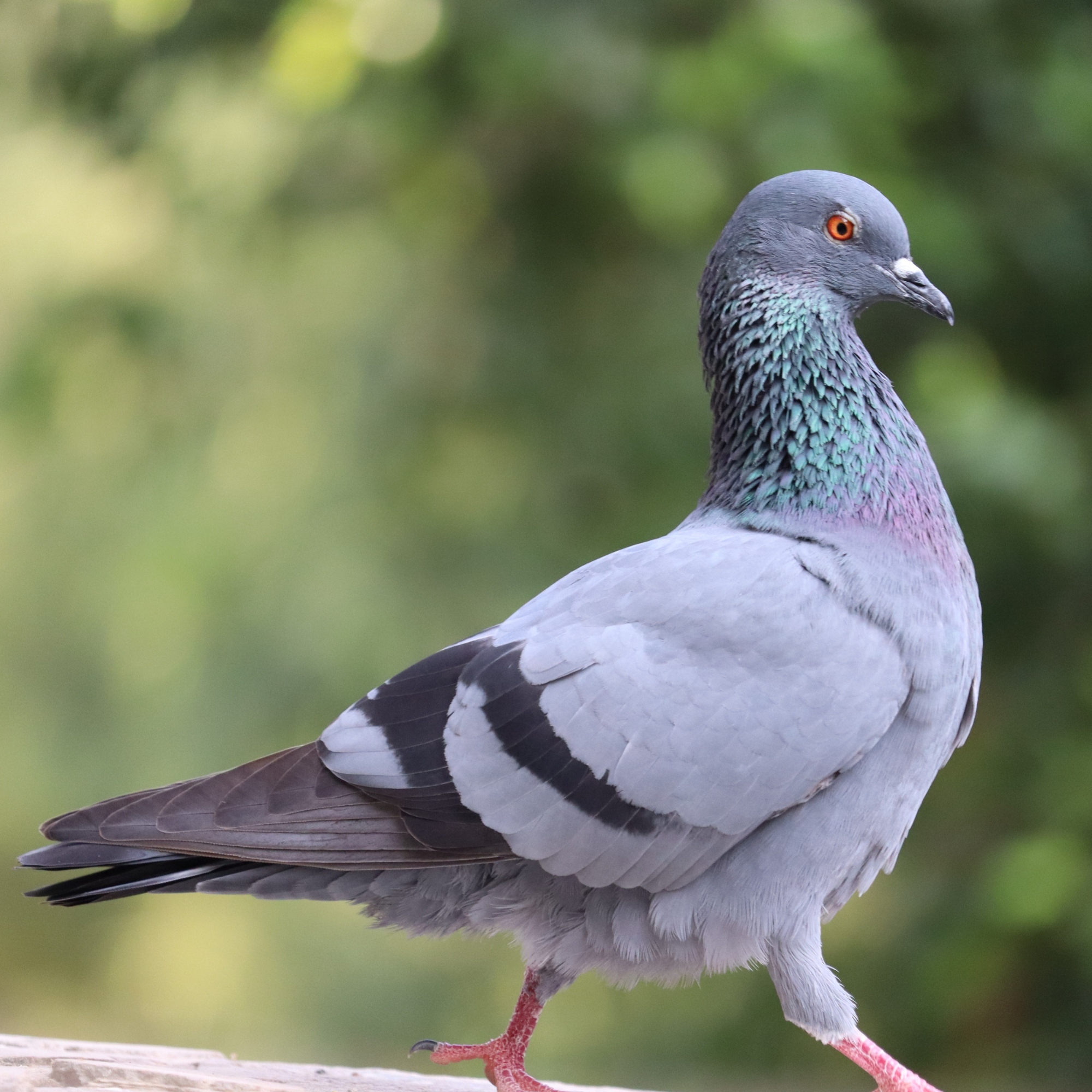 Un pigeon de côté qui marche fièrement sur une branche