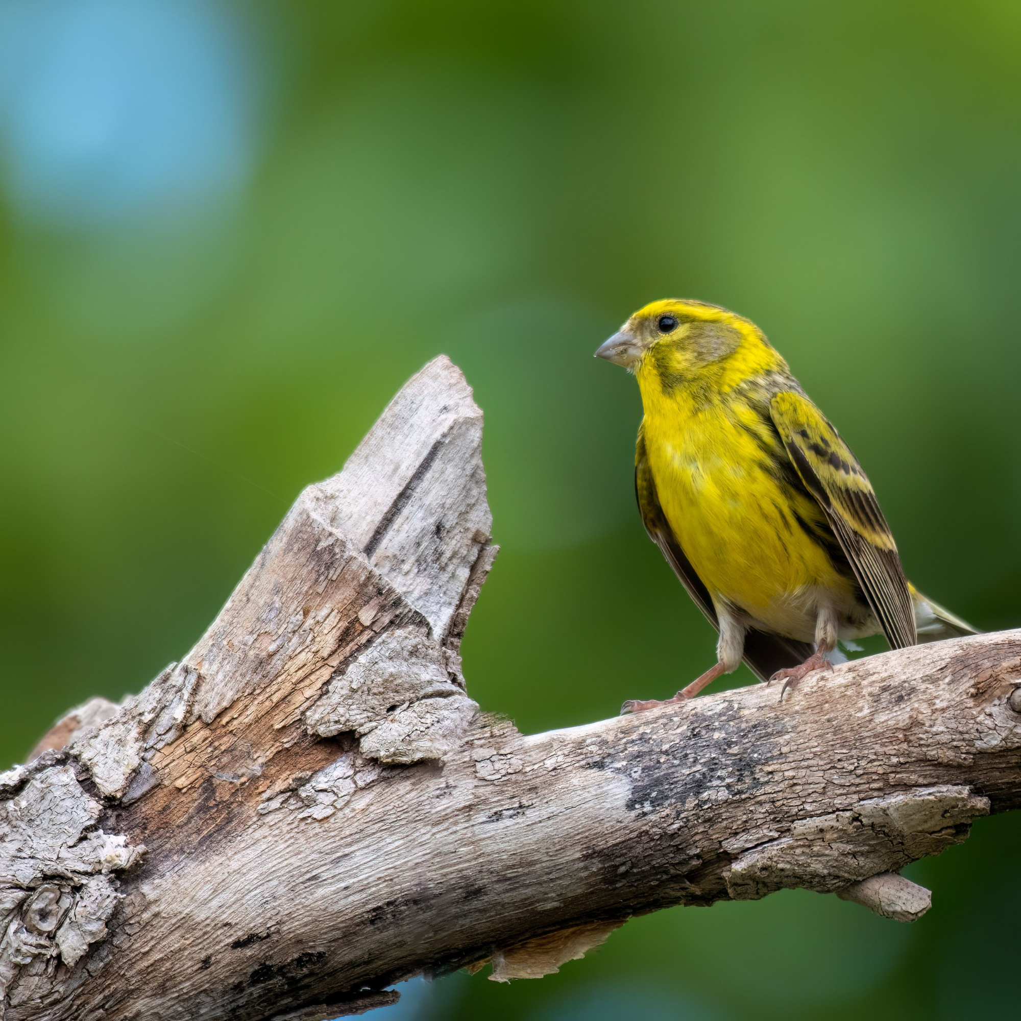 Un petit oiseau jaune vif, probablement un serin, est perché sur une branche en bois sec et rugueux. Son plumage est d’un jaune éclatant avec des nuances brunes sur les ailes et la queue. Il regarde sur le côté, semblant attentif à son environnement. L’arrière-plan est un flou verdoyant, suggérant un cadre naturel comme une forêt ou un jardin.