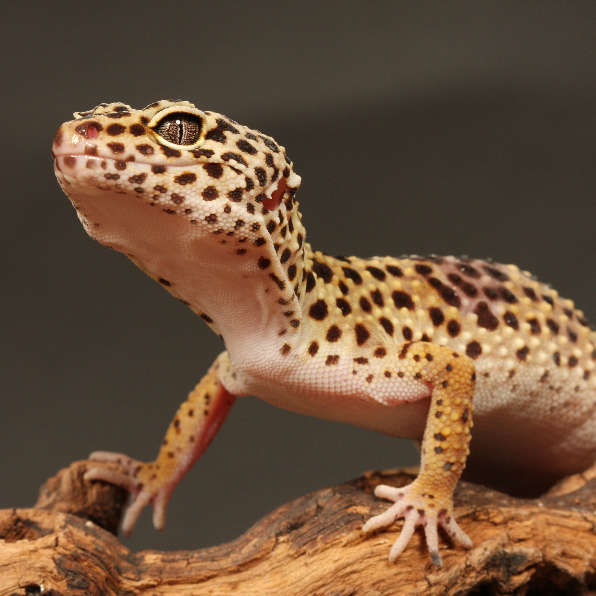 Un gecko léopard au motif tacheté noir et jaune perché sur une branche en bois, son regard vif dirigé vers le haut. Sa peau texturée et ses grands yeux à pupilles verticales sont bien mis en valeur par un éclairage doux et un fond neutre. Ses pattes délicates, munies de griffes fines, lui permettent de s’agripper fermement à son support naturel.
