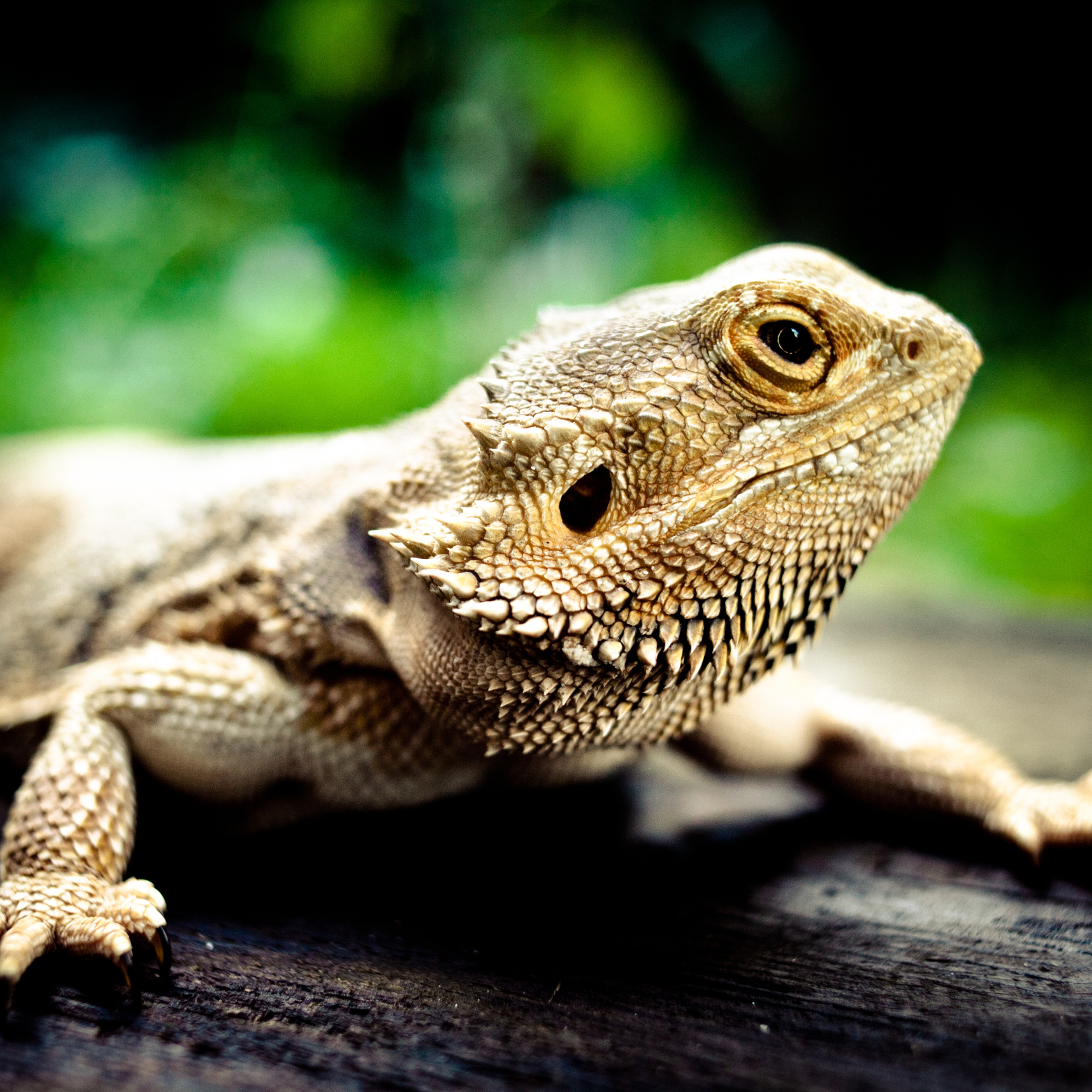 Un dragon barbu brun et beige posé sur une surface en bois sombre, son regard attentif dirigé vers l'objectif. Sa peau écailleuse et hérissée de petites pointes est mise en valeur par la lumière naturelle, contrastant avec un arrière-plan flou de verdure. Ses pattes robustes et griffues ajoutent à son apparence préhistorique et majestueuse.