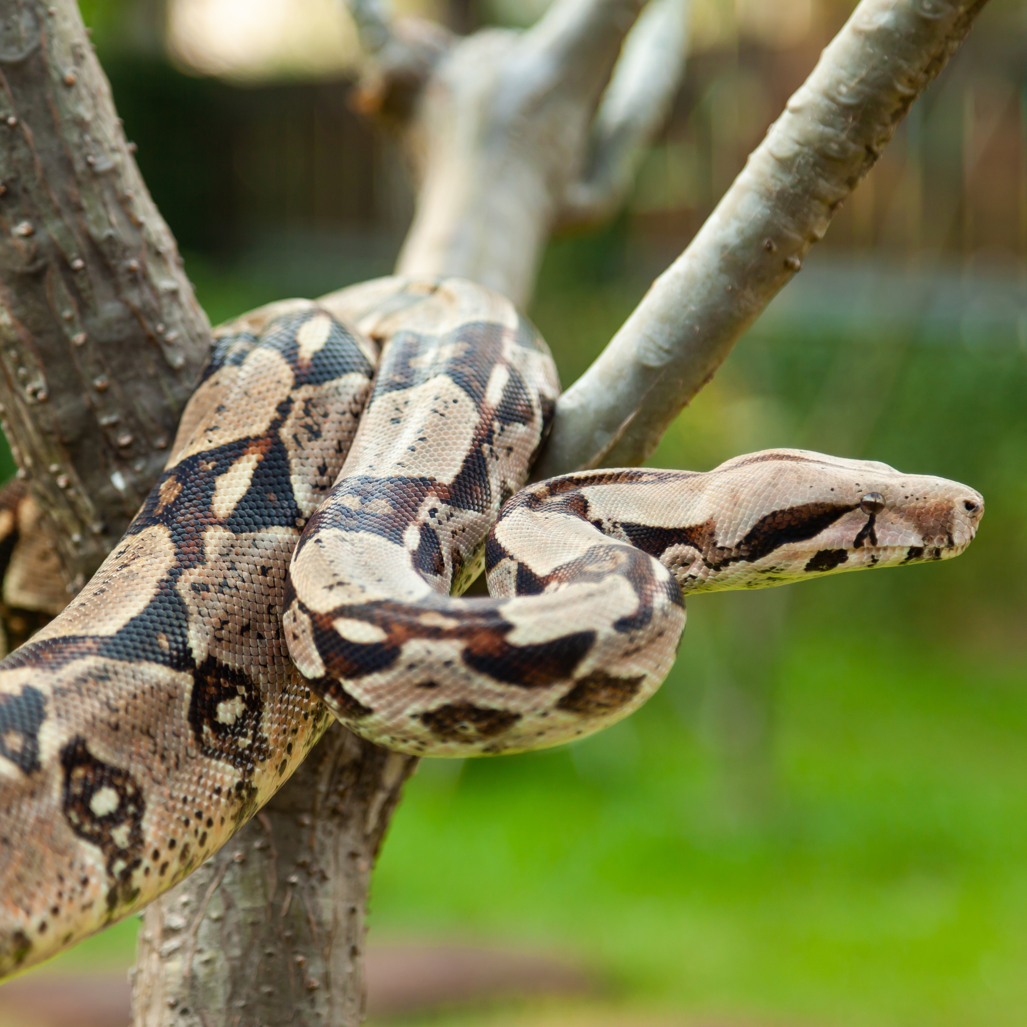 Un serpent boa constricteur enroulé autour d'une branche d'arbre, avec un motif de couleurs marron, beige et noir sur sa peau. Sa tête est légèrement surélevée, ses yeux alertes, et son corps musculeux s'adapte parfaitement à la texture de l'écorce. L'arrière-plan flou montre un environnement naturel verdoyant, suggérant un habitat tropical ou un espace extérieur.