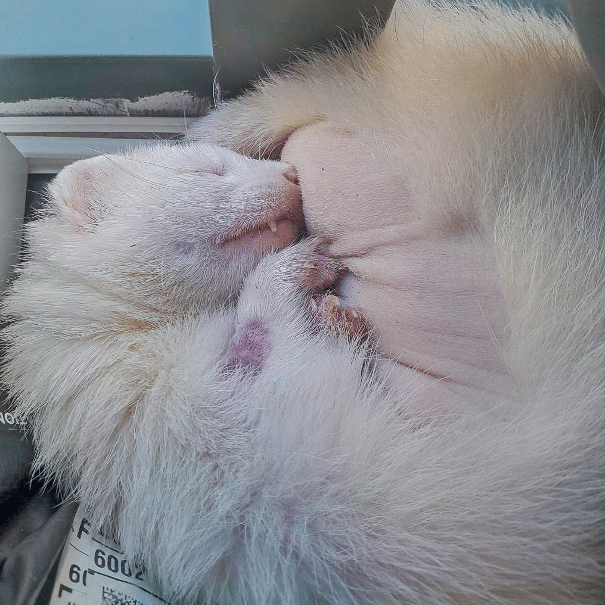 Image d'un furet qui dort au service des NACs
