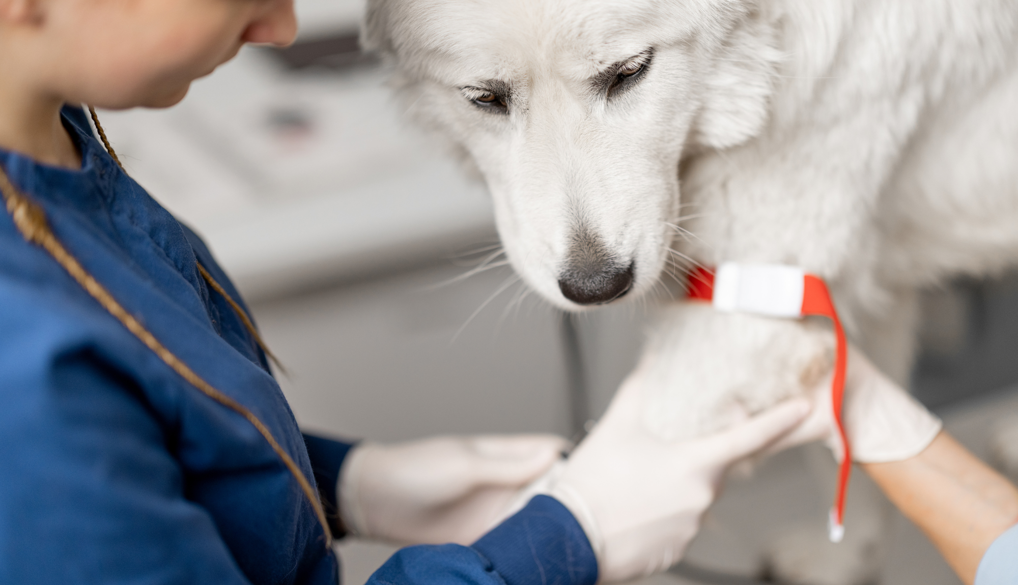 Un grand chien blanc, probablement un Montagne des Pyrénées, reçoit des soins vétérinaires. Il regarde calmement vers le bas tandis qu'un vétérinaire en blouse bleue et portant des gants en latex manipule sa patte avant. Un garrot rouge et blanc est attaché à la patte du chien, suggérant une prise de sang ou une perfusion imminente. L'arrière-plan est flou, indiquant un environnement clinique.