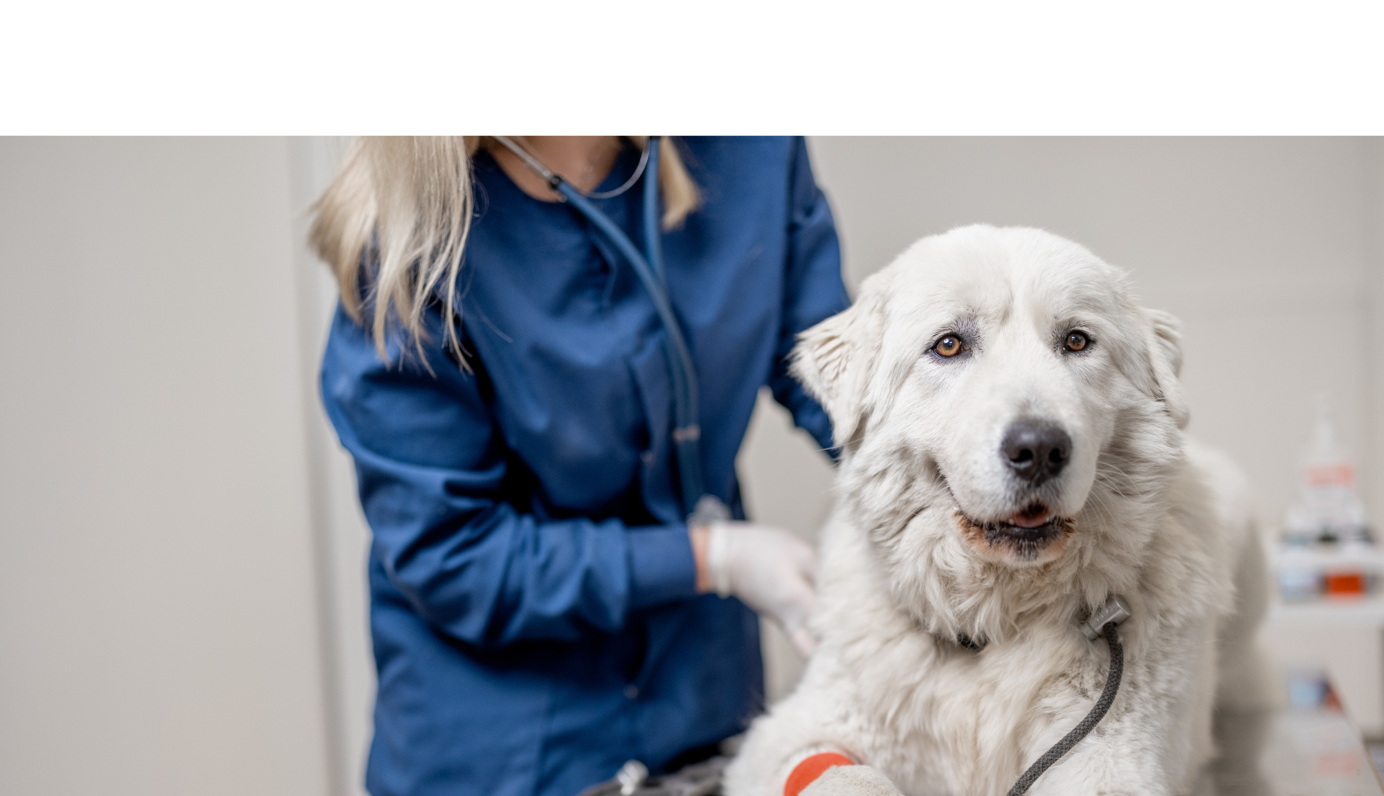 Un grand chien blanc, probablement un Montagne des Pyrénées, est allongé sur une table d'examen vétérinaire, regardant calmement l'objectif avec une expression douce. Une vétérinaire en blouse bleue et portant un stéthoscope l'examine en arrière-plan. Le chien a un bandage rouge sur une patte avant. L’environnement est une clinique vétérinaire propre et bien éclairée.