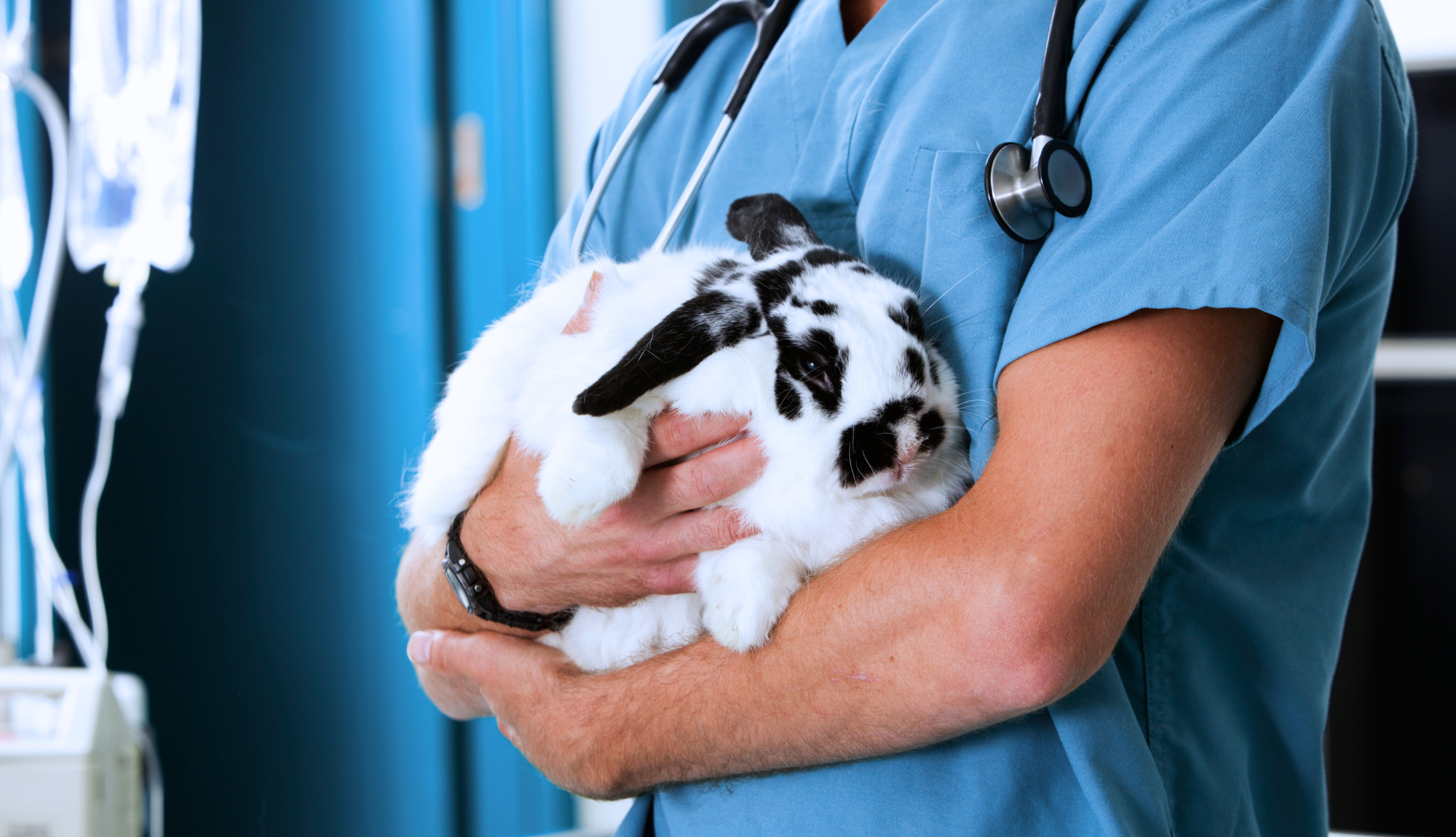 Un vétérinaire en blouse bleue tient un lapin blanc tacheté de noir dans ses bras. L’animal semble détendu et en confiance, blotti contre le torse du professionnel. Un stéthoscope pend autour du cou du vétérinaire, et en arrière-plan, on aperçoit du matériel médical, notamment un support de perfusion. L’image évoque des soins attentifs et une relation de confiance entre l’animal et le soignant.
