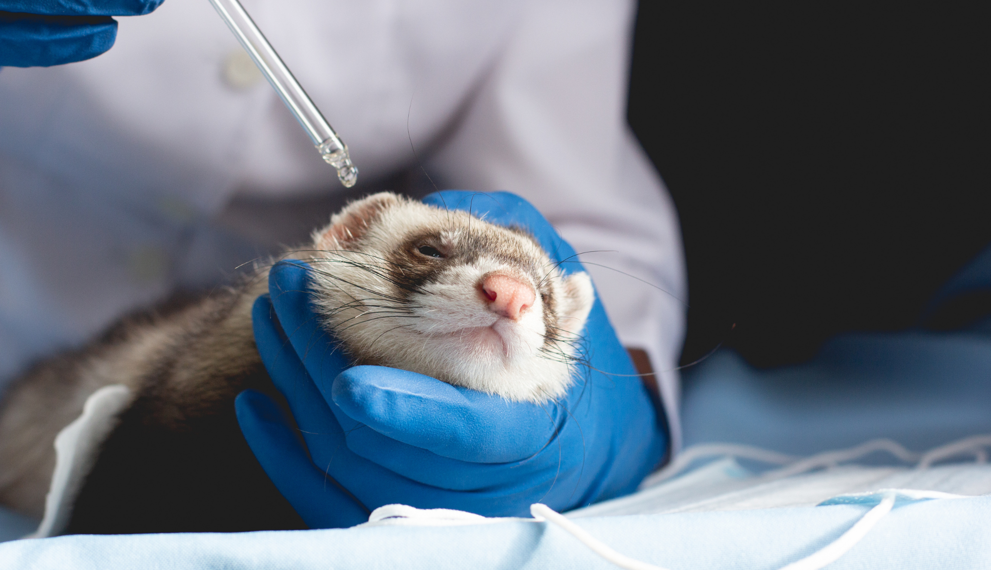 Furet tenu par un vétérinaire qui lui met une goûte dans l'œil pour le soigner.