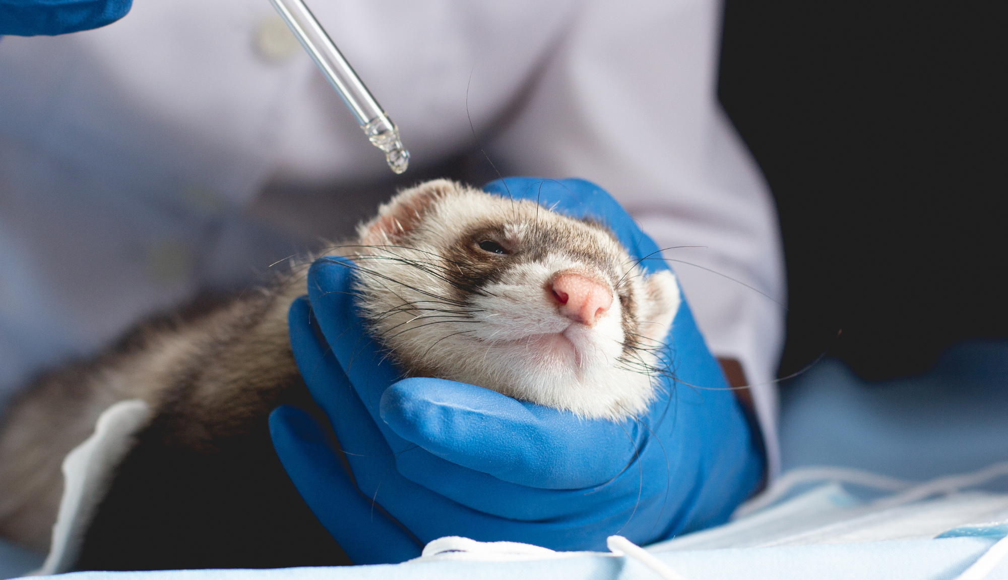 Furet tenu par un vétérinaire qui lui met une goûte dans l'œil pour le soigner.