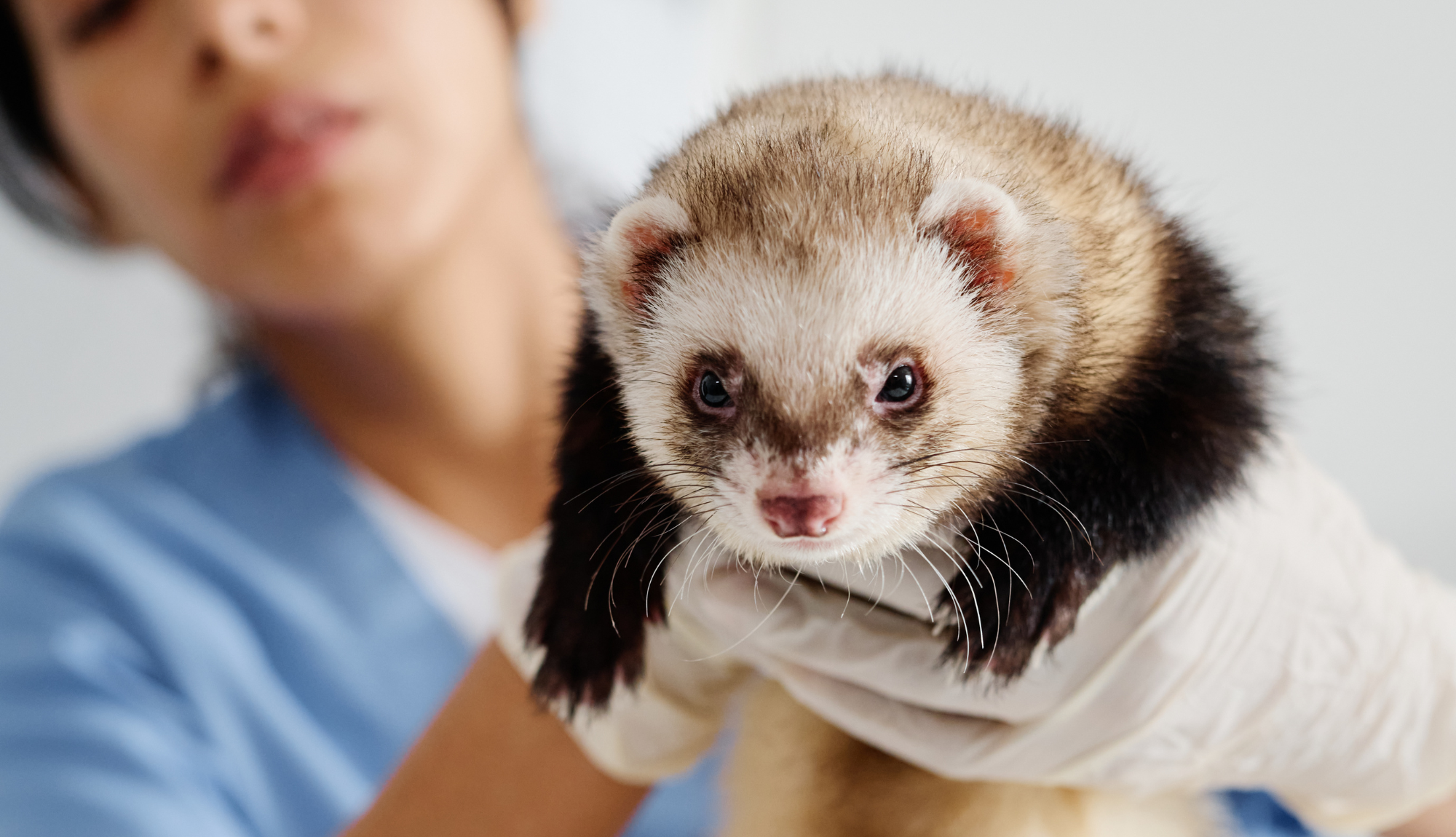 Un furet est dans les mains d'une vétérinaire pendant qu'il regarde l'objectif.