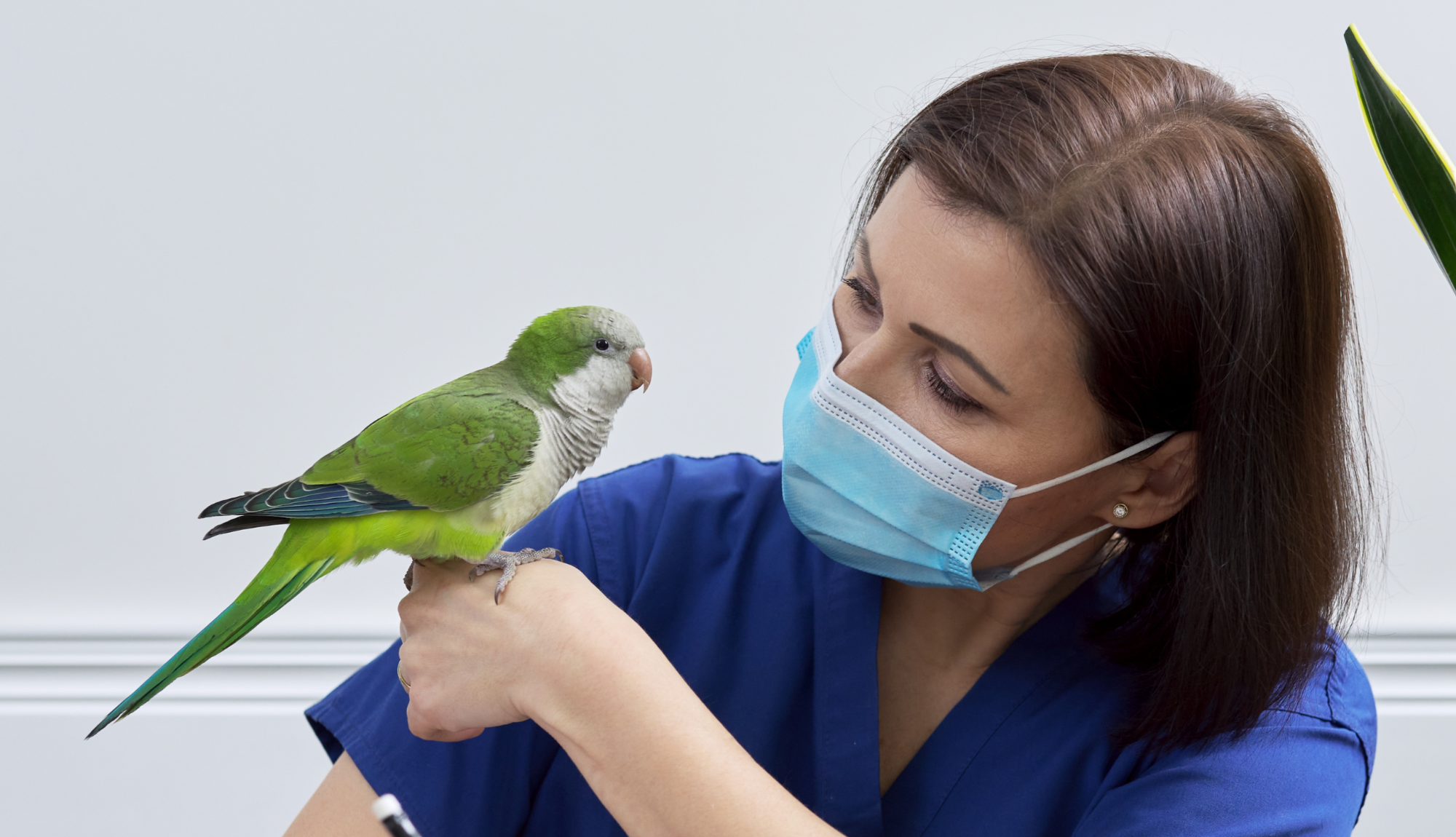 Une vétérinaire en blouse bleue et portant un masque chirurgical observe attentivement une perruche moine verte perchée sur son bras. L'oiseau a un plumage vert vif avec une poitrine grise et une longue queue turquoise. L'arrière-plan est sobre et lumineux, évoquant un cadre clinique.