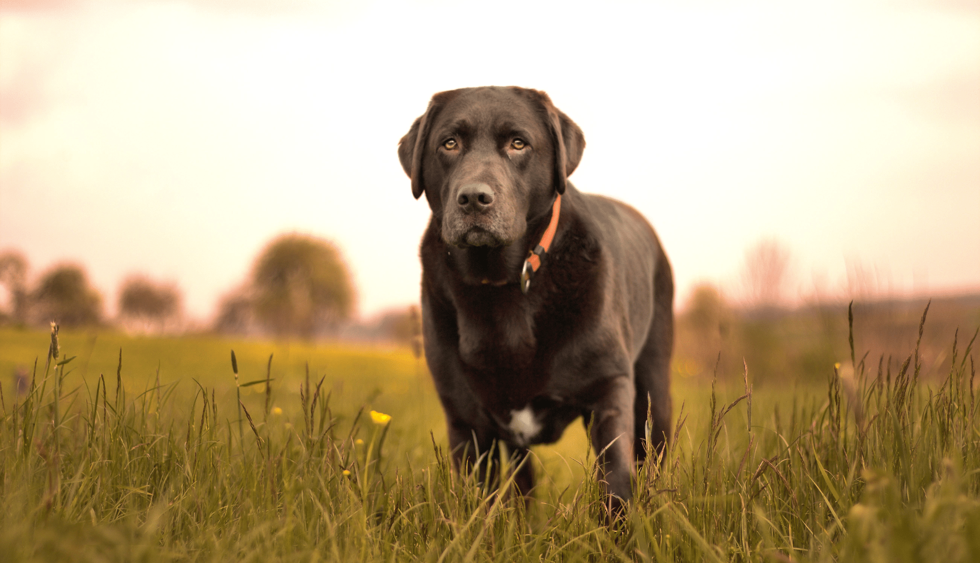 Chien noir imposant debout dans une grande étendue d'herbe et qui regarde vers l'objectif.