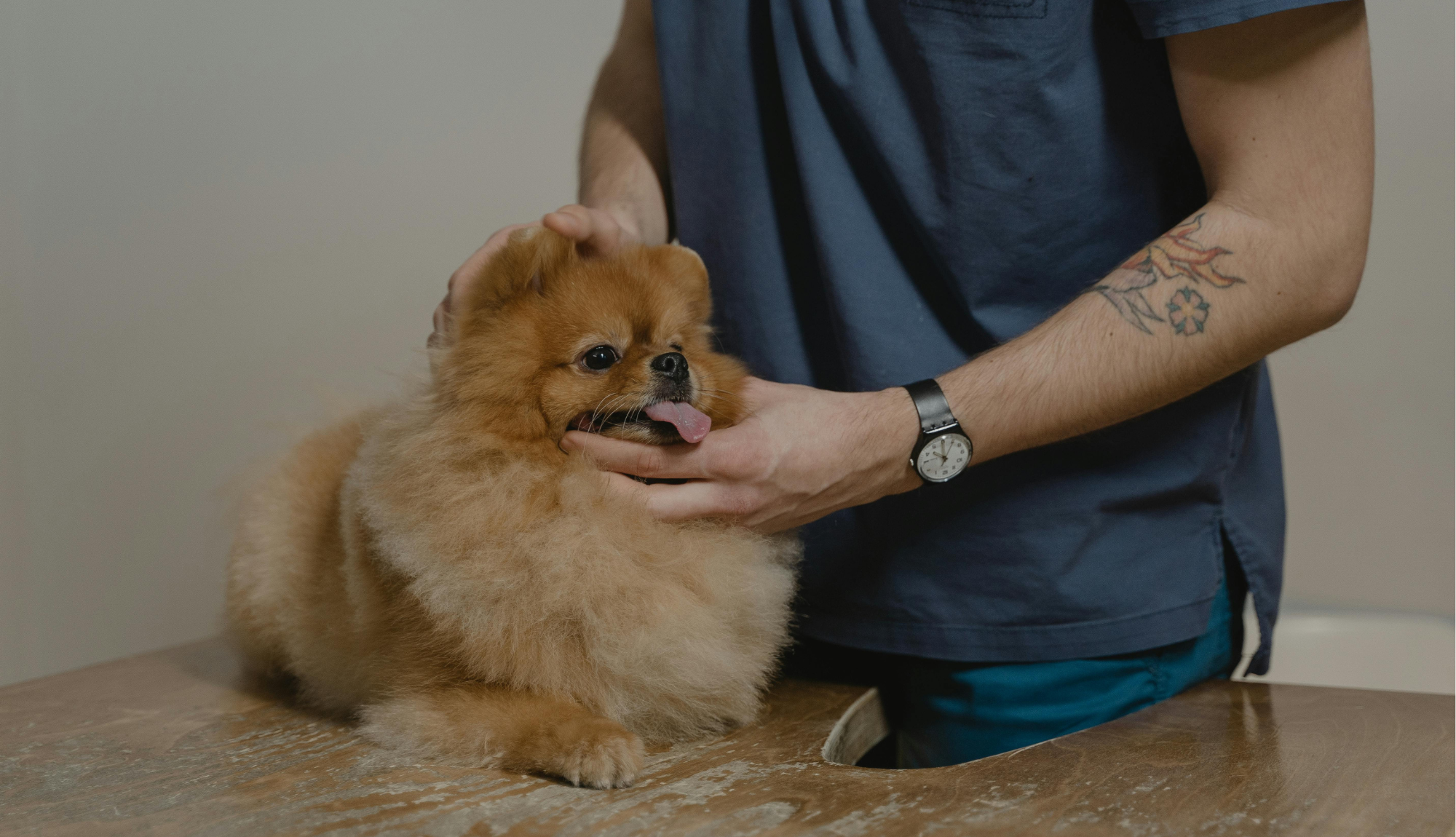 Un chien de race spitz nain (Poméranien) à la fourrure dense et fauve est posé sur une table en bois. Il a la langue sortie et semble détendu. Une personne en t-shirt bleu, portant une montre noire et ayant un tatouage sur l'avant-bras, lui tient doucement la tête et le cou pour l'examiner. L’arrière-plan est neutre avec un mur uni, suggérant un environnement de consultation ou de soins.