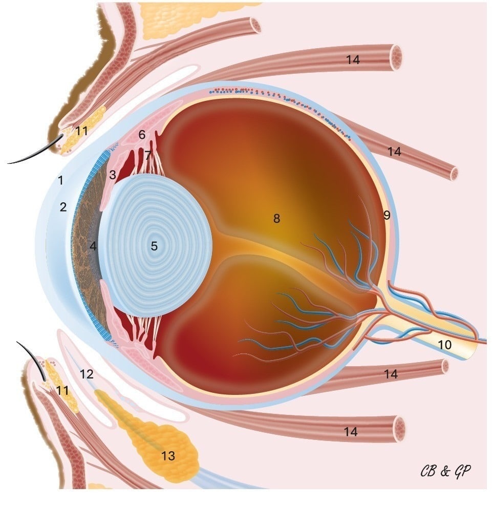 Coupe anatomique d'un oeil de chien