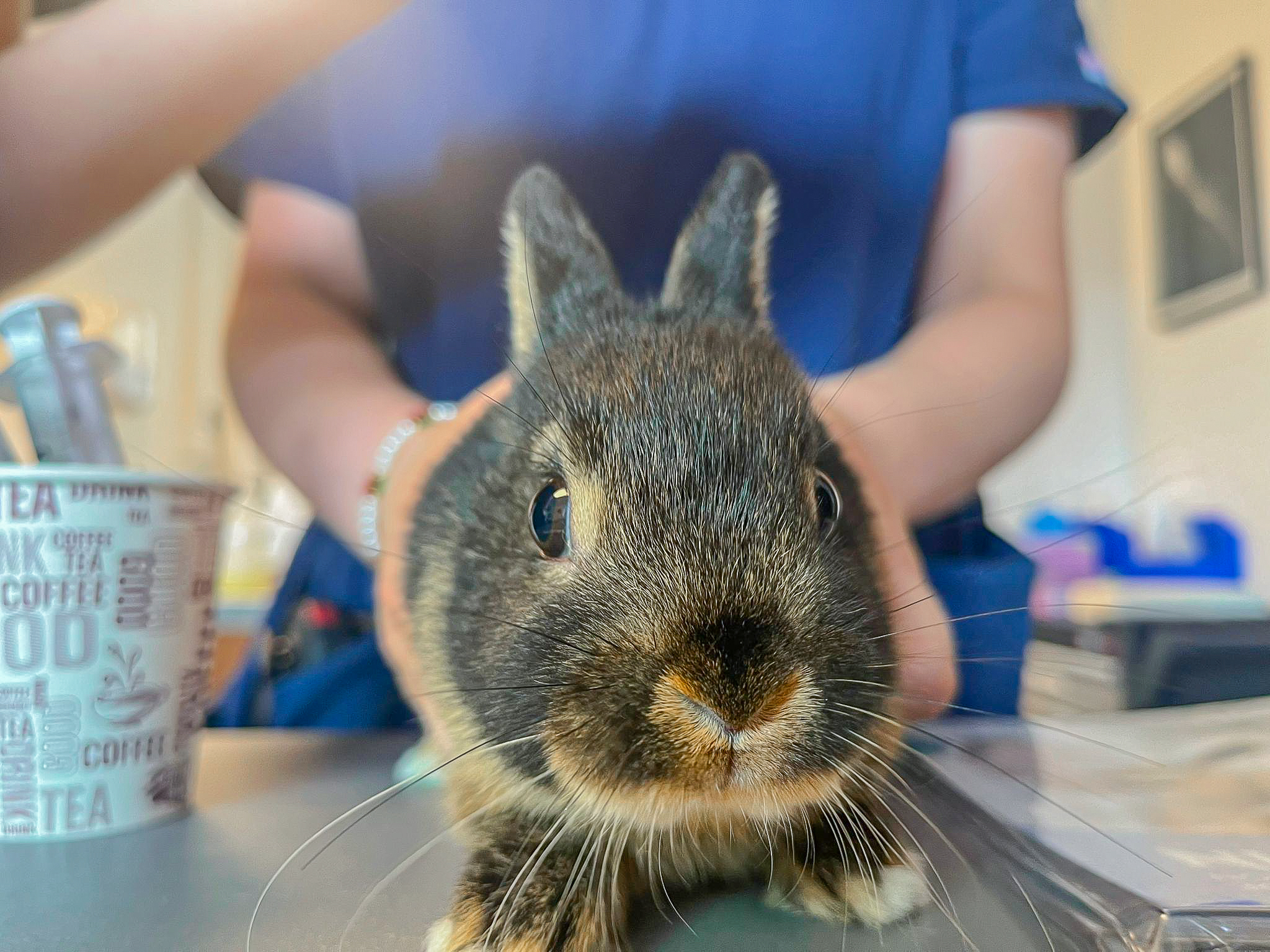 Un jeune lapin noir et brun avec un museau blanc est en gros plan sur une table de consultation vétérinaire. Ses grands yeux et ses longues moustaches sont bien visibles. En arrière-plan, un vétérinaire en blouse bleue tient doucement l'animal, tandis que divers objets, comme une tasse et du matériel médical, sont disposés sur la table. L’image transmet une atmosphère de soin et d’attention.
