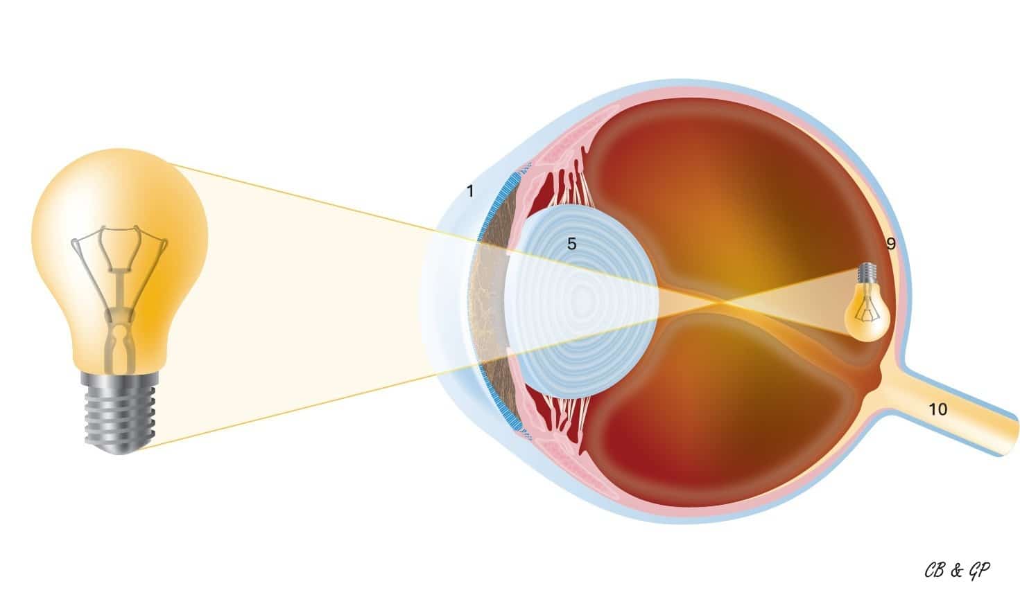 Schéma de la vision chez le chien et le chat