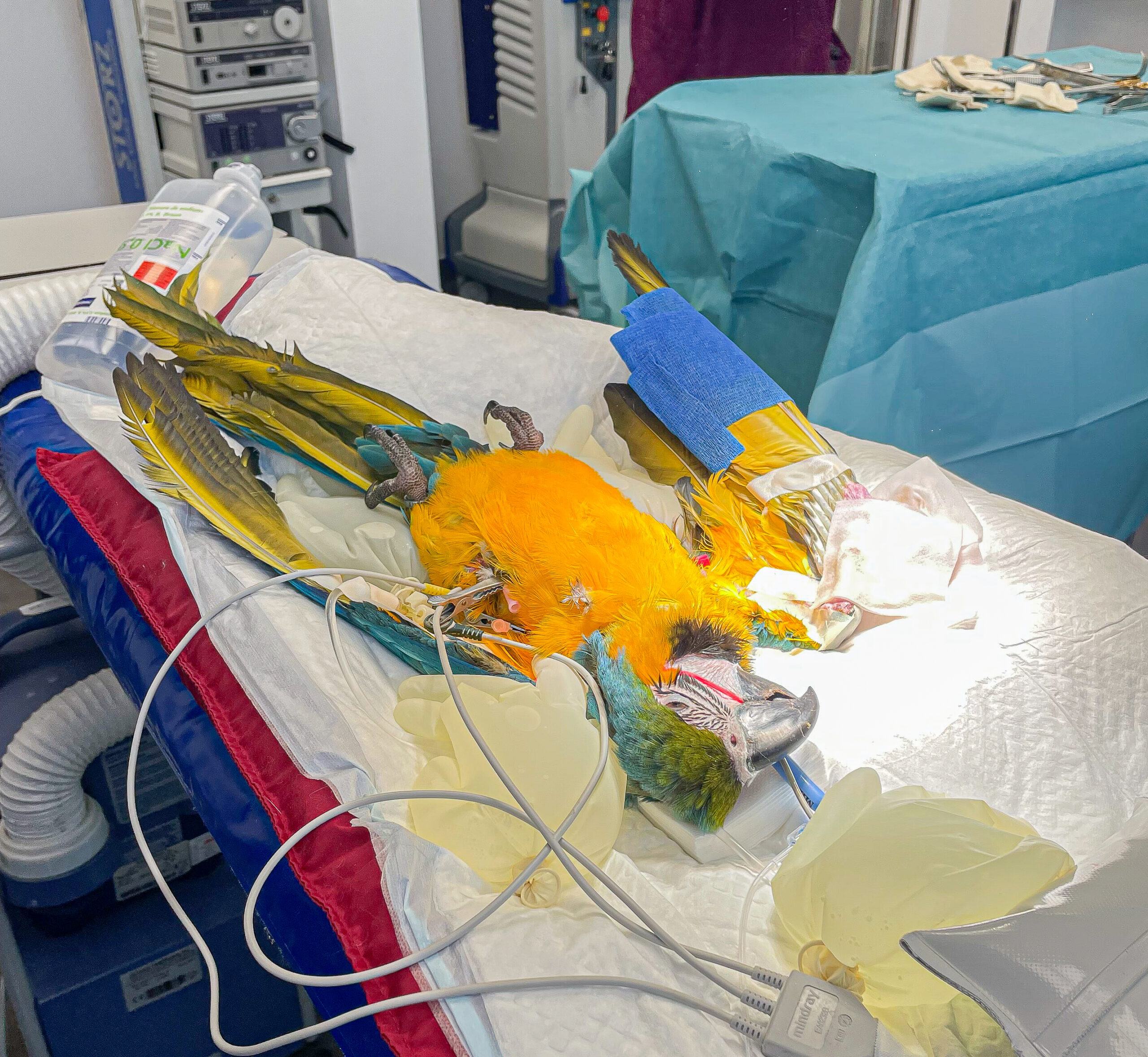 Un perroquet ara bleu et jaune est allongé sur une table d'opération vétérinaire, entouré d'équipements médicaux. Il est anesthésié, avec des électrodes et une perfusion intraveineuse connectées à son corps. Une de ses ailes est bandée et du matériel chirurgical est visible en arrière-plan. L'environnement suggère une intervention vétérinaire en cours pour soigner l'oiseau.
