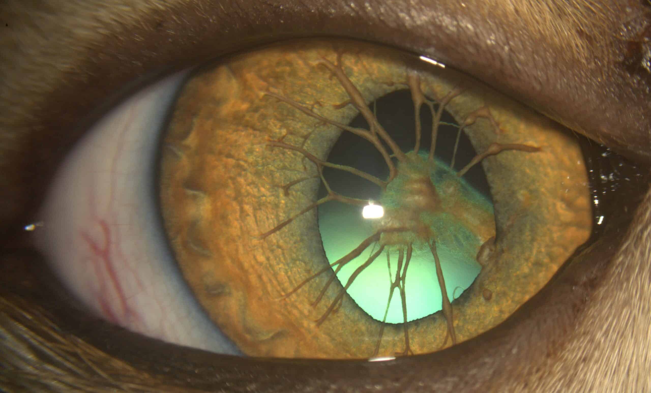 Anomalie congénitale : forme rare de persistance de membrane pupillaire chez un chat. Certaines formes peuvent être invalidantes pour la vision chez le chien et chez le chat. D’autres formes sont bénignes.