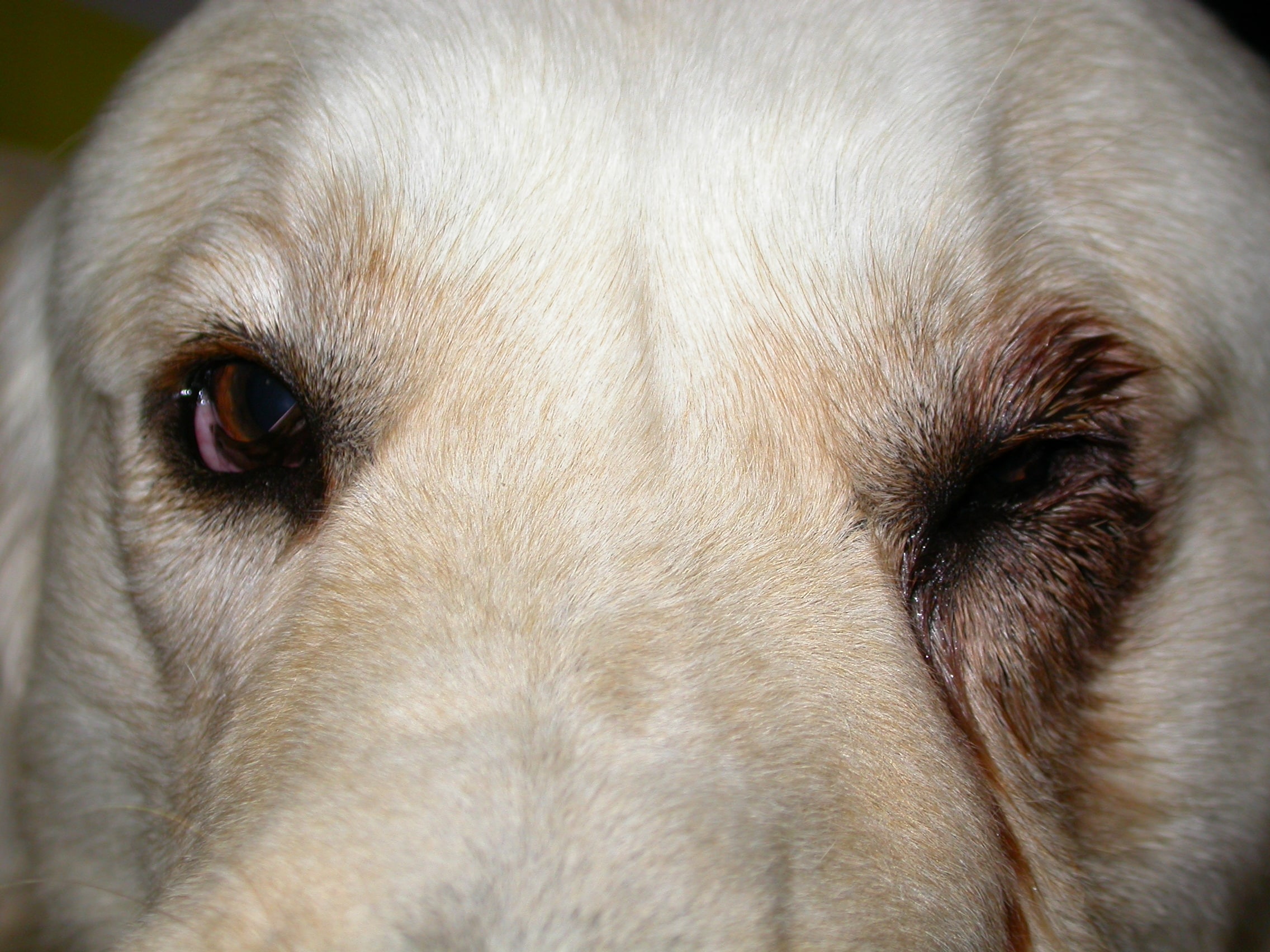 Douleur oculaire gauche chronique chez un Golden Retriever, secondaire à un entropion (voie la fiche info santé correspondante). Celui-ci est responsable d’un frottement récurrent de poils contre la cornée à l’origine d’ulcères cornéens très douloureux dans certains cas. La douleur se manifeste par un blépharospasme (fermeture des paupières) et un larmoiement abondant responsable d’une coloration rouille des poils autour de l’œil.