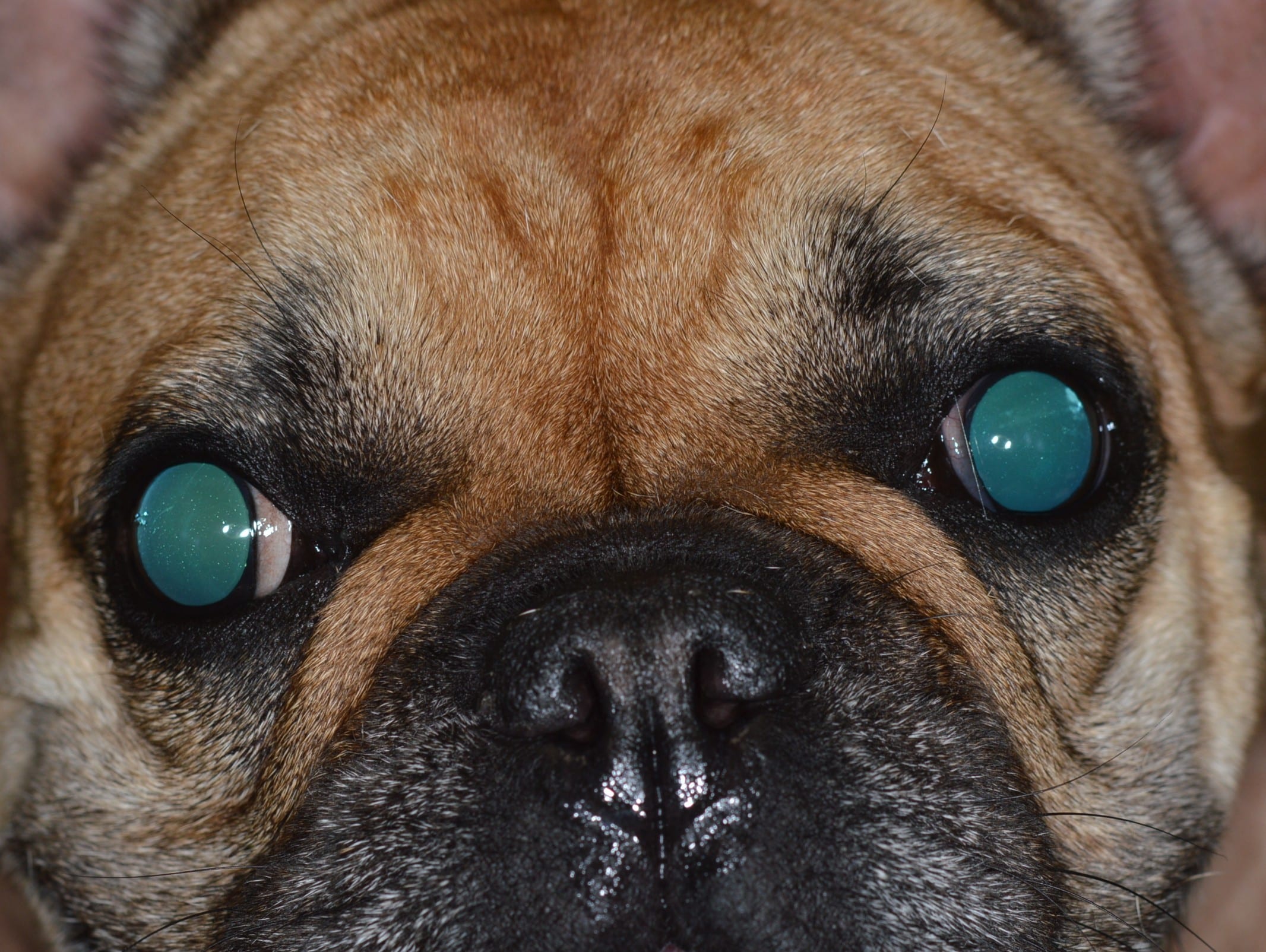 Cécité brutale chez un Bouledogue français de 5 ans. La cécité est accompagnée dans ce cas d’une mydriase (pupilles dilatées) et elle était la conséquence d’une névrite optique (inflammation des nerfs optiques). L’instauration d’un traitement précoce est indispensable pour le pronostic visuel !