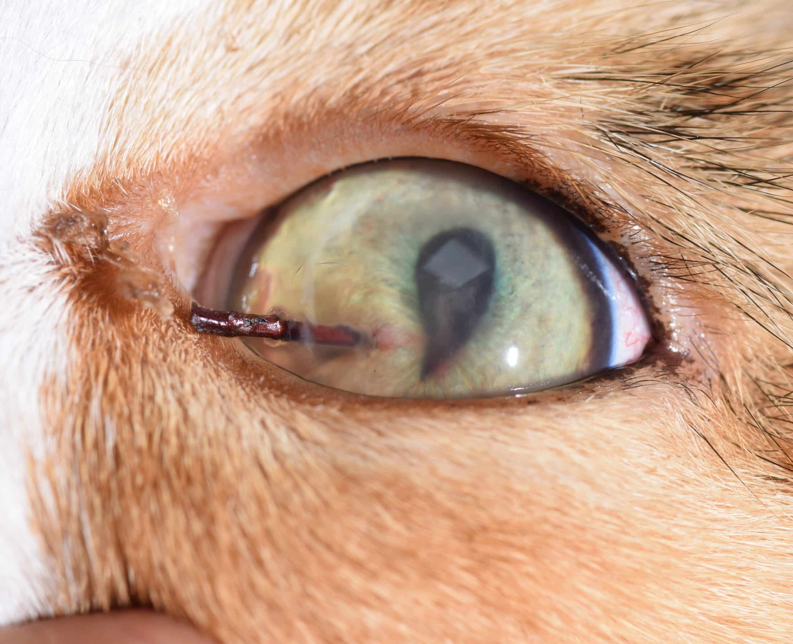 Epine de rosier ayant traversé la cornée et fichée dans l’iris de l’œil d’un chat. Une extraction chirurgicale associée à un rinçage abondant de la chambre antérieure de l’œil sont à réaliser en urgence pour préserver l’œil et la vue !
