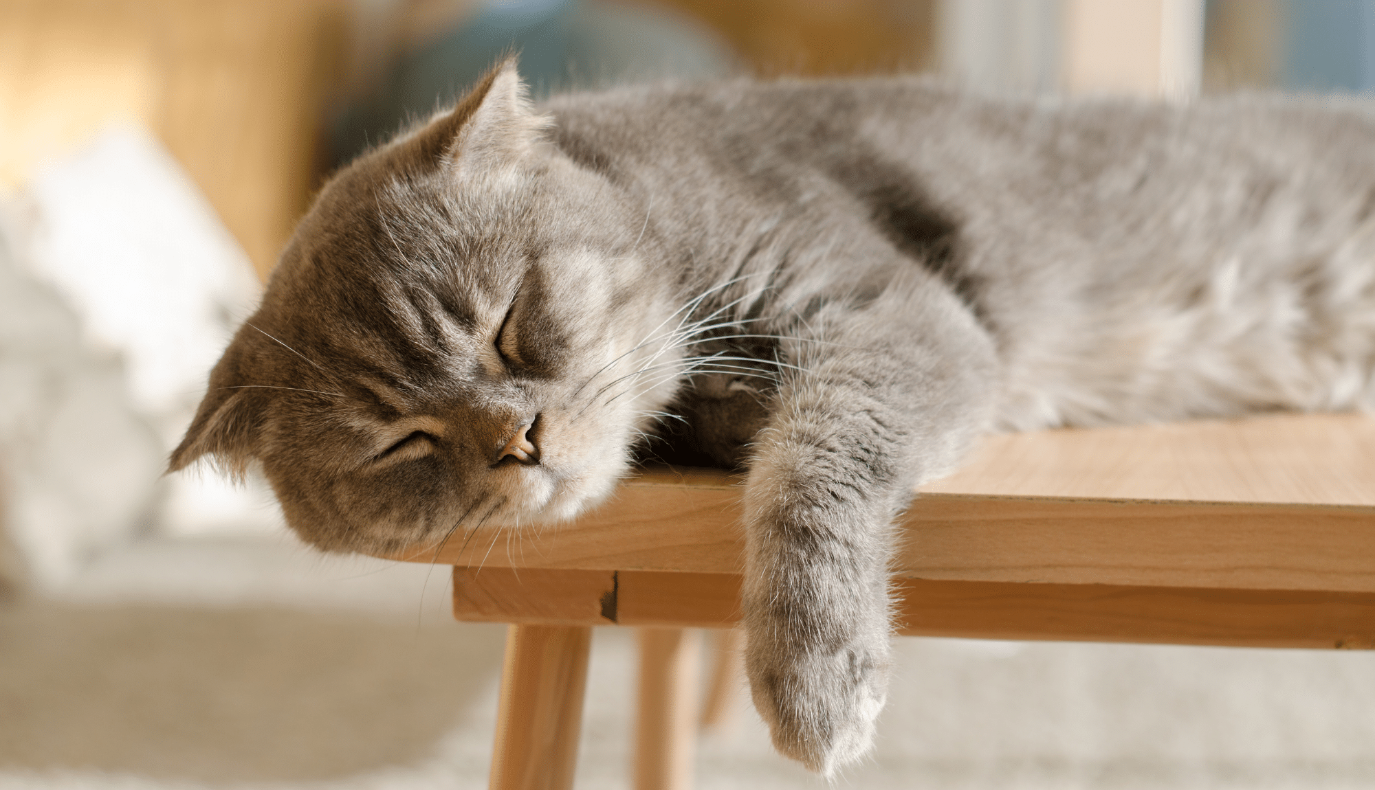 Chat gris qui dort allongé sur le rebord d'une table au soleil avec une patte dans le vide