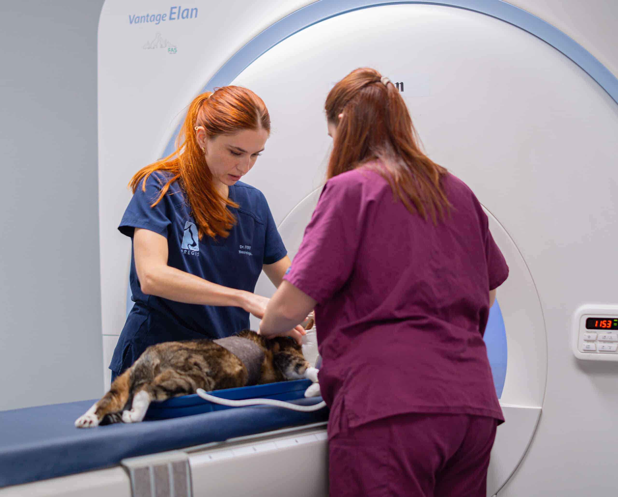 Vétérinaire de Neurologie qui réalise un IRM sur un chat.