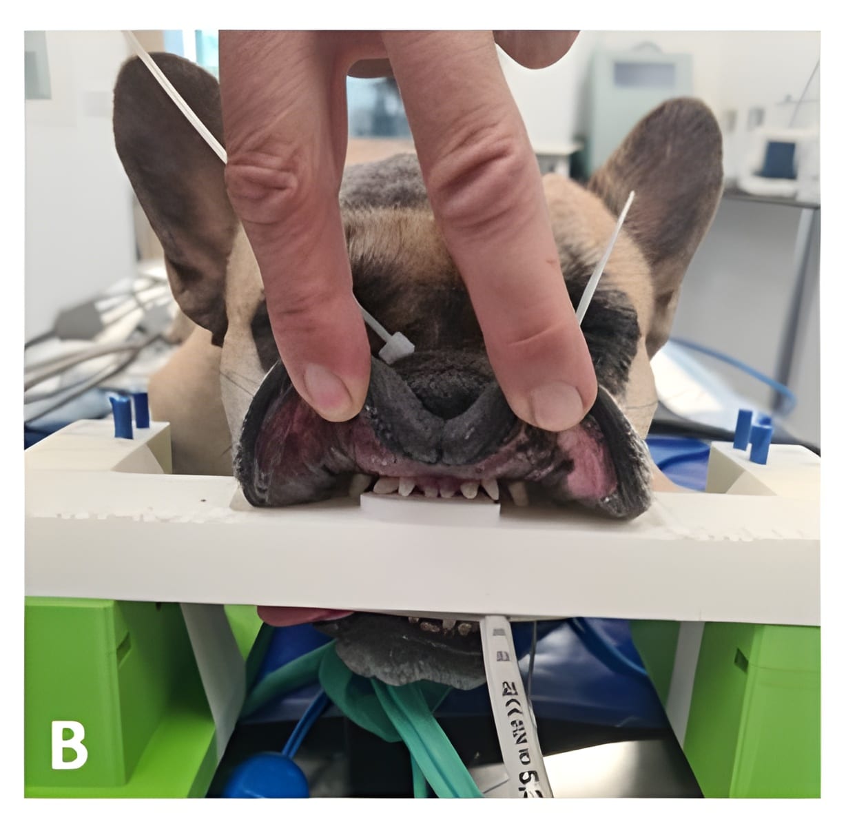Figure 4 Positionnement de l’animal afin que les dents soient bien imbriquées dans l'empreinte maxillaire de la plaque de base et installation de l’arceau