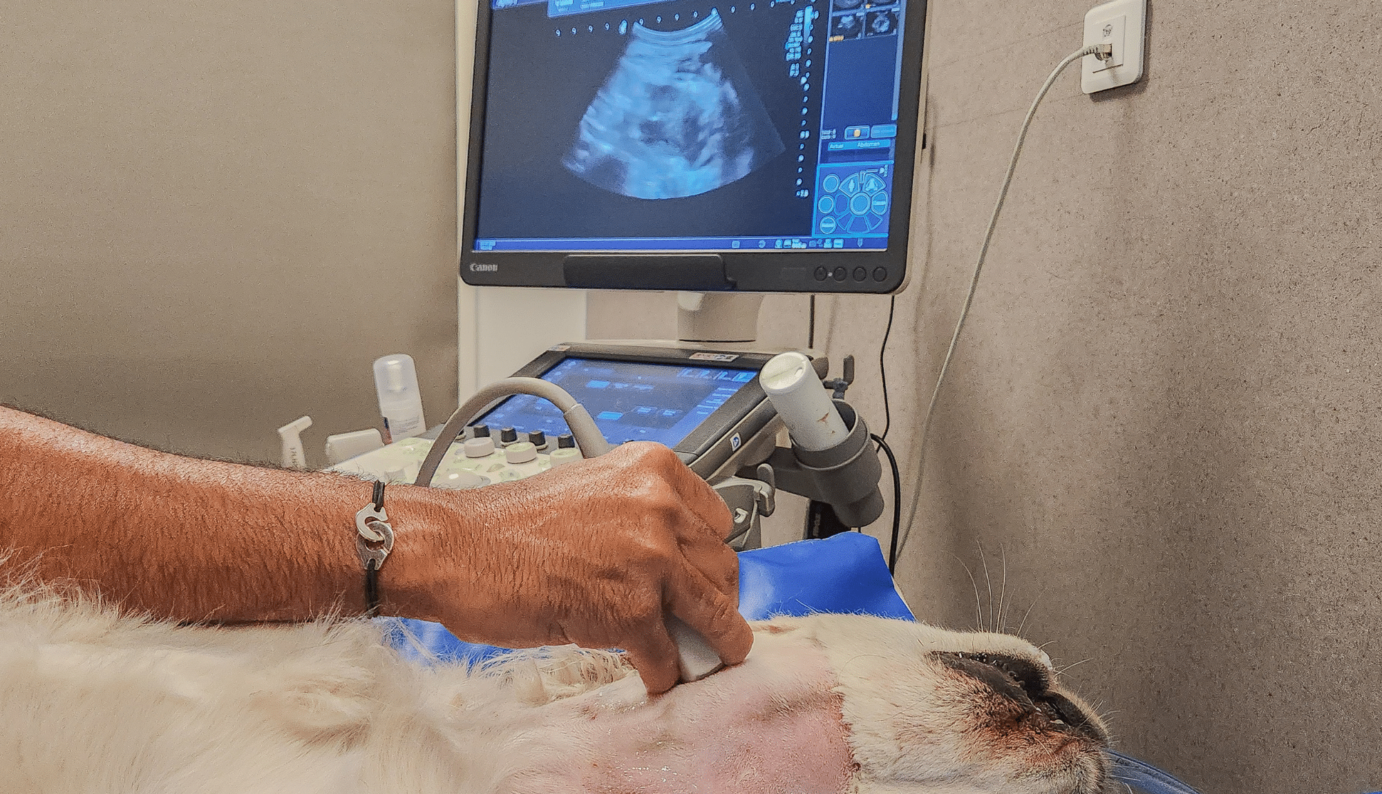 Echographie d'un chien tondu