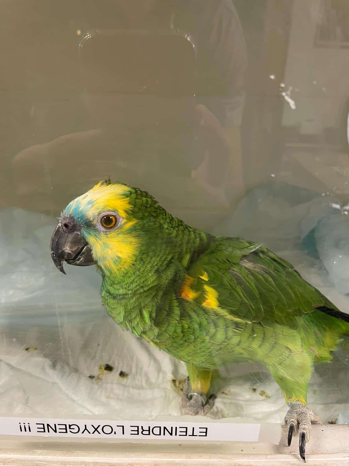 Archibald Positive story