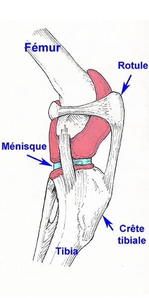 L’articulation du grasset chez le chien. L’articulation du grasset (=genou) est l’articulation entre le fémur et le tibia. La rotule est le petit os situé dans la trochlée fémorale, une petite gouttière au milieu du fémur faisant office de poulie pour étendre le genou.