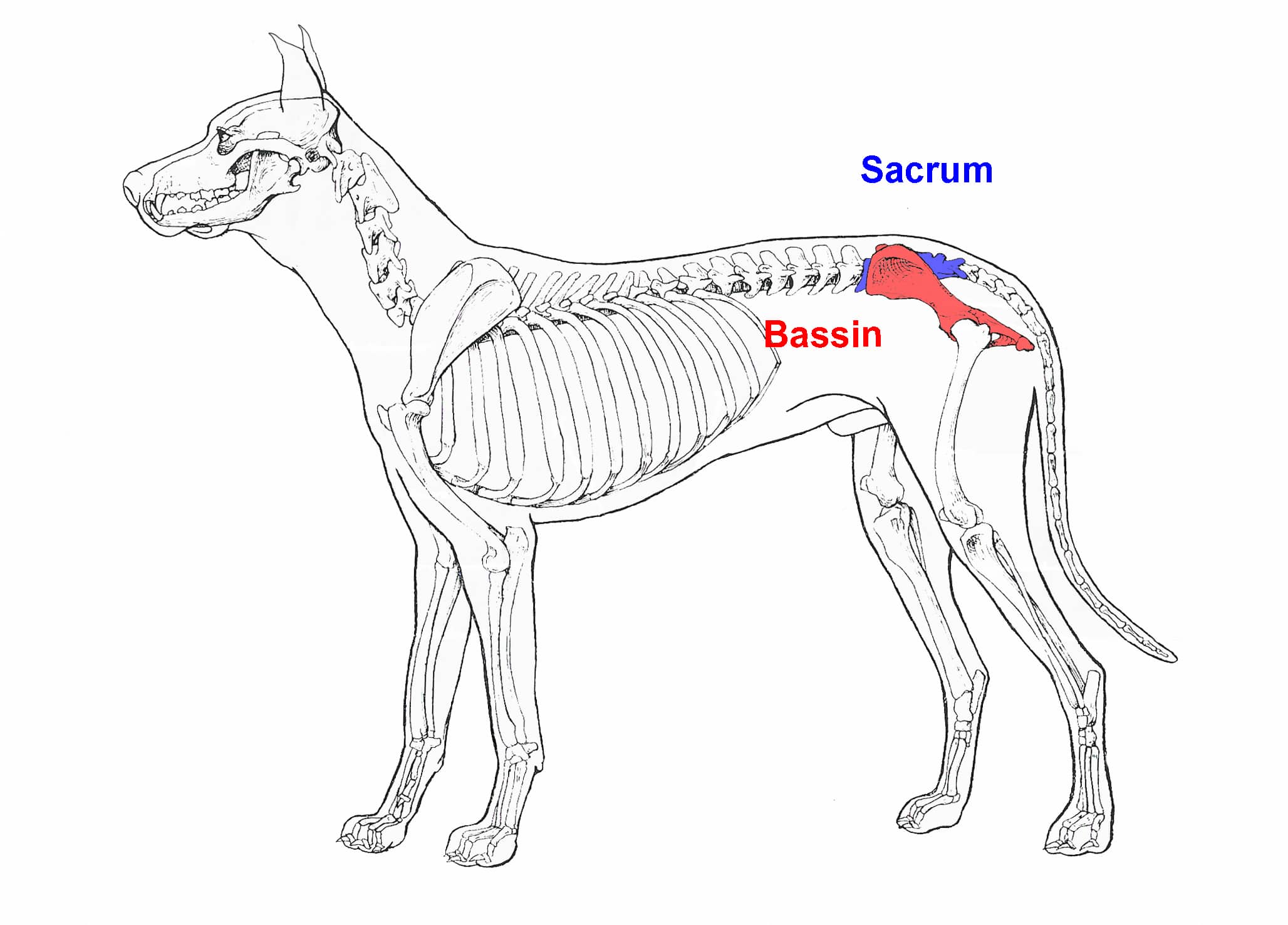Fractures du bassin chez le chien