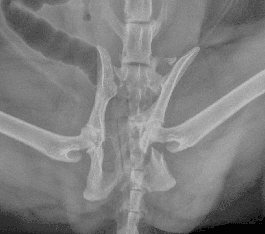 Multiples fractures du bassin chez un chat: fracture bilatérale touchant ischium, acétabulum et disjonction-fracture sacro-iliaque.