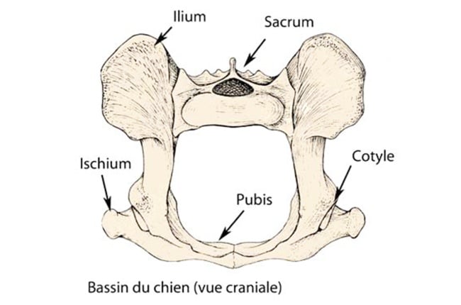 Anatomie du bassin osseux chez le chien