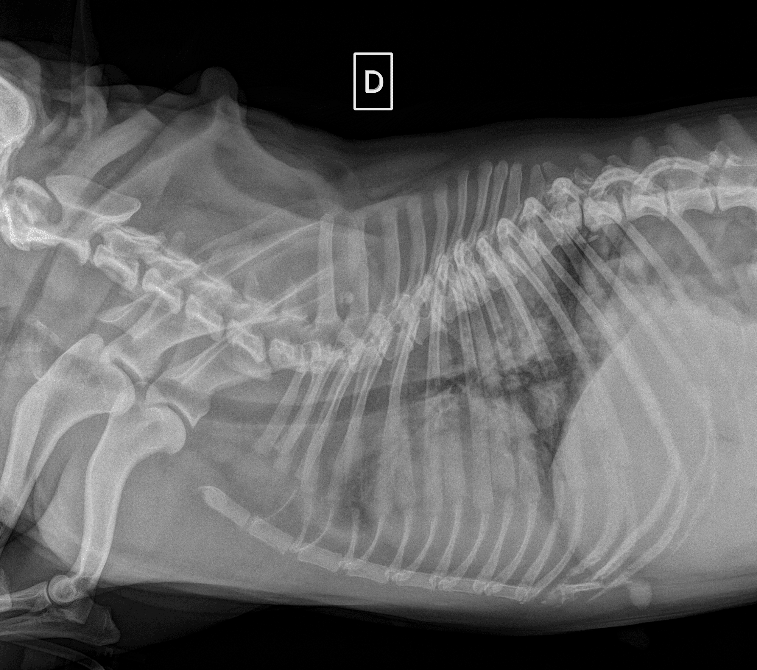 Leptospirose chez le chien