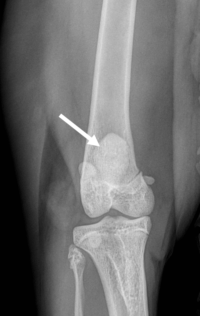 Radiographie de face d’une rotule normale chez un chat. 