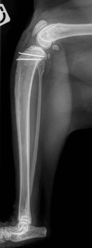 Radiographie de profil suite à correction chirurgicale de la luxation de la rotule chez un chat par transposition de la crête tibiale.