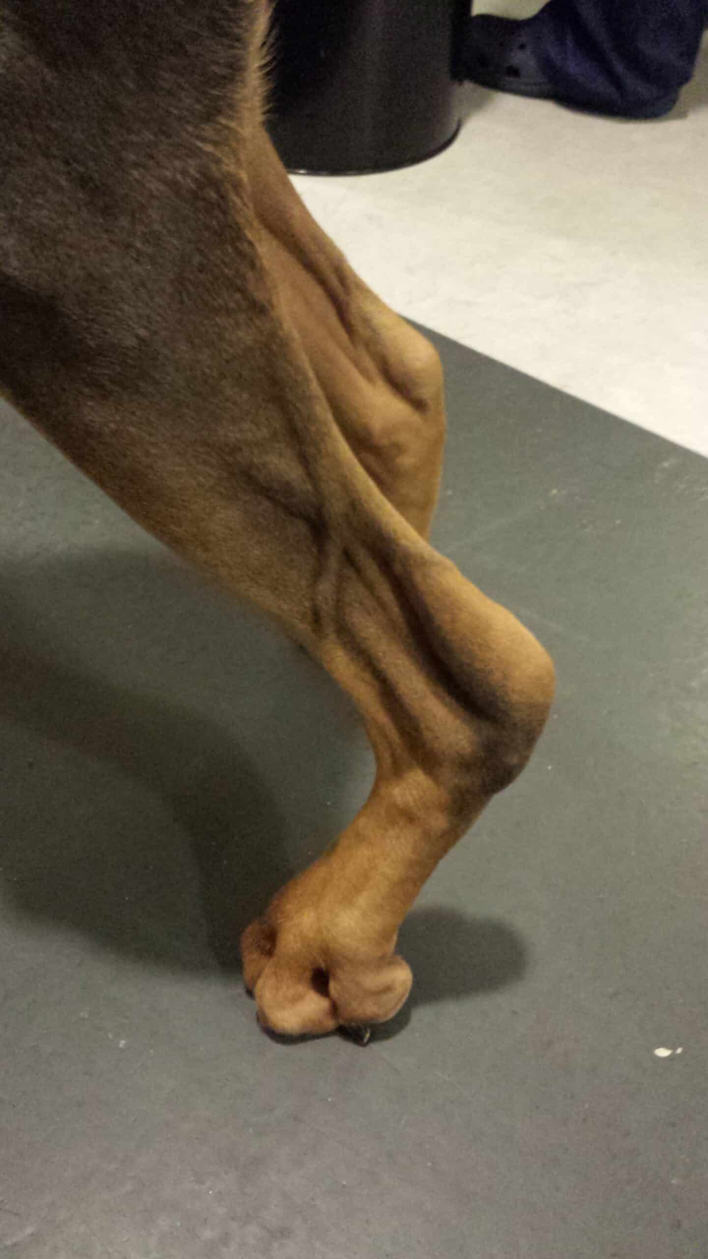 Lésion partielle du tendon d’Achille (corde du jarret) chez le chien avec atteinte sélective du tendon du calcaneus et intégrité du tendon des fléchisseurs. Notons la discrète plantigradie mais surtout la contracture des doigts dite en “grapin”.