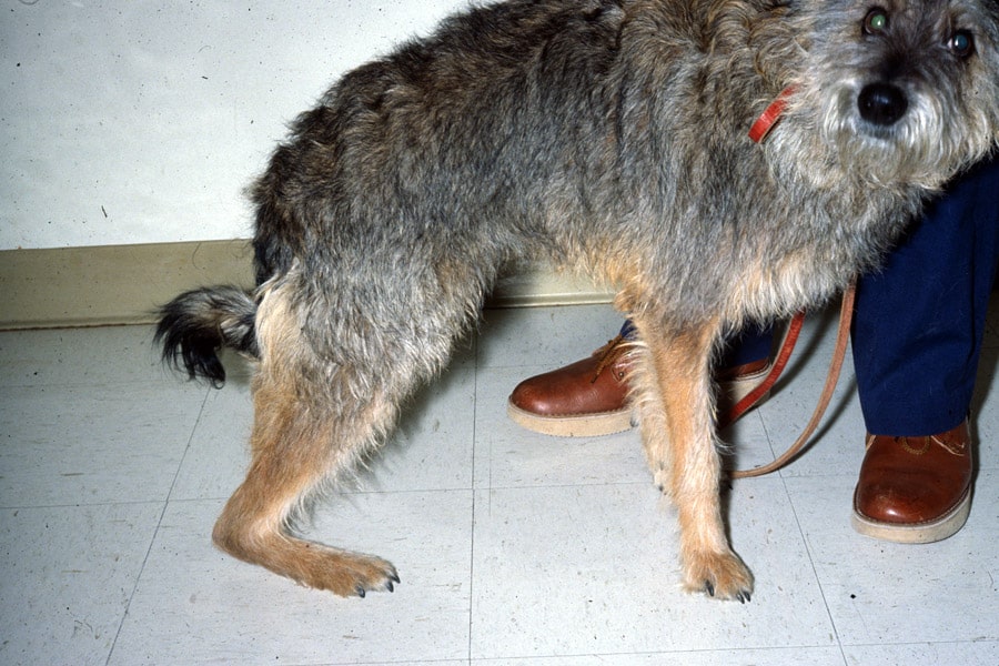 Lésion du tendon d’Achille (corde du jarret) chez le chien avec rupture complète. On note une sévère plantigradie.